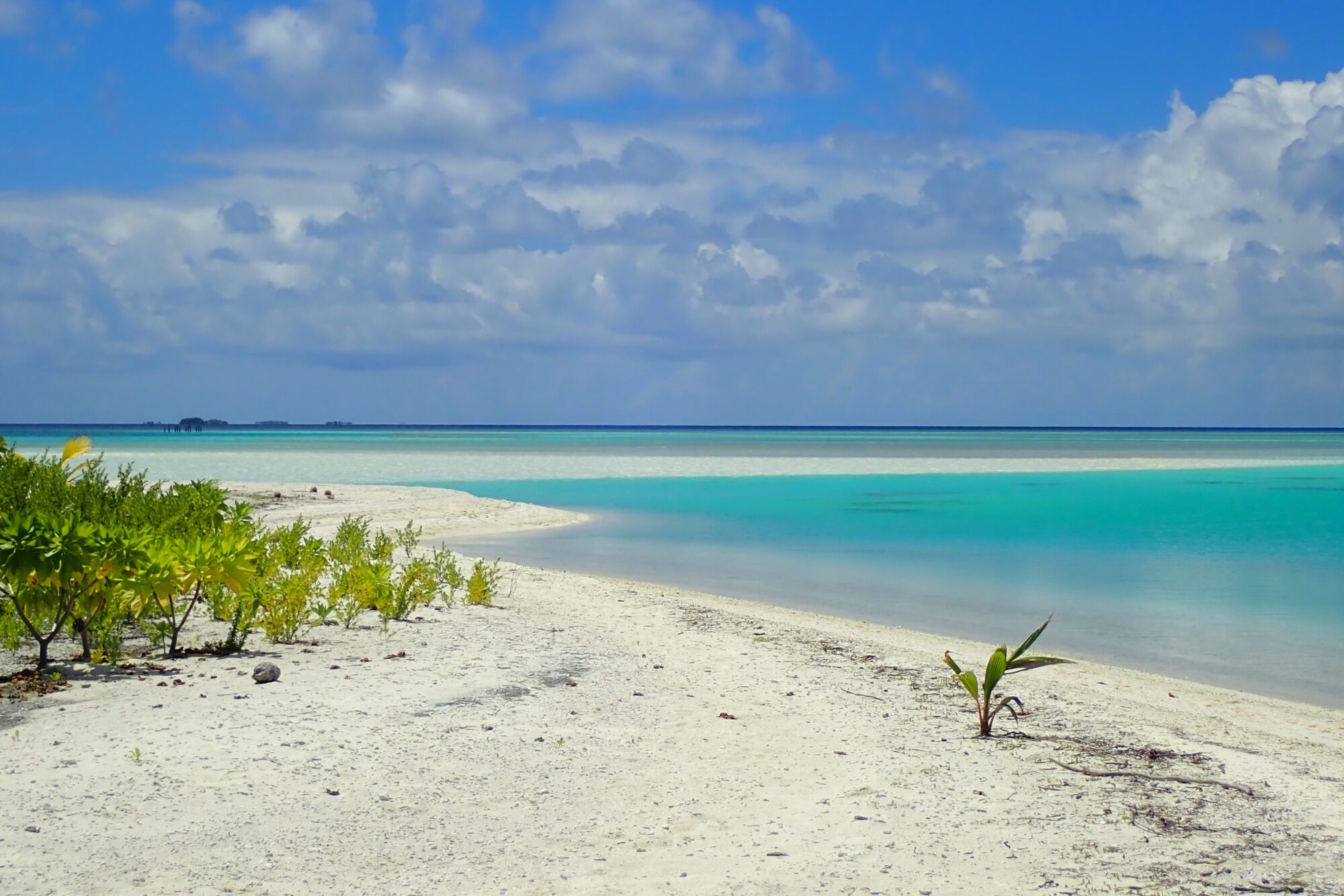 Plage de sable blanc avec végétation tropicale et lagon turquoise, Passe Nord Fakarava Polynésie française