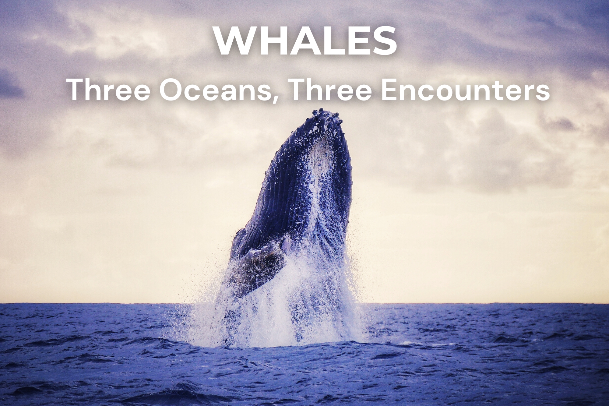Whale breaching out of the water — Encounters in Three Oceans Humpback whale breaching out of the water during whale watching, illustrating the article