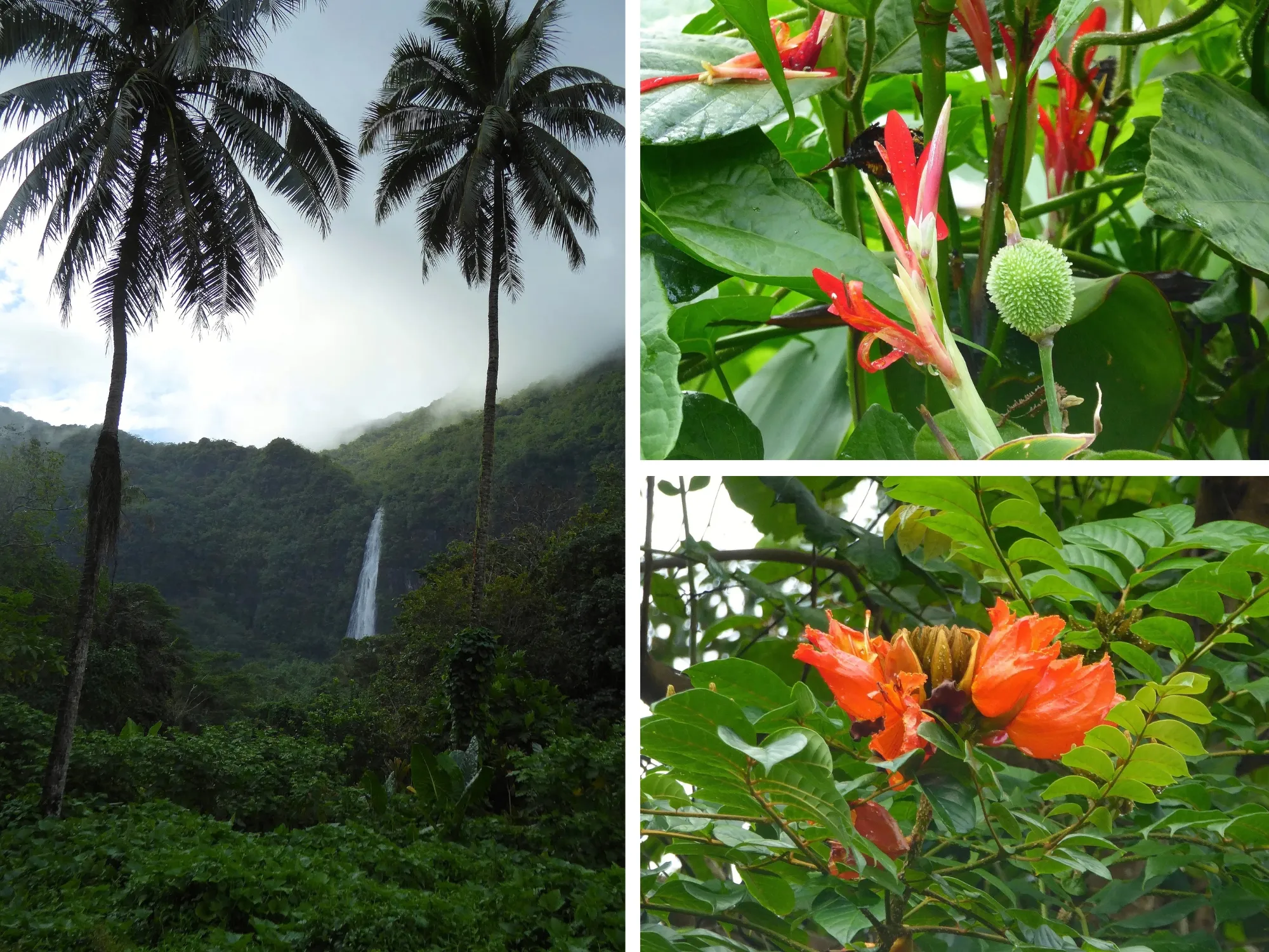 Cascade Afareaitu et fleurs tropicales — Moorea, Polynésie française Cascade Afareaitu visible entre les cocotiers après la pluie, et gros plans de fleurs tropicales colorées, Moorea, Polynésie française