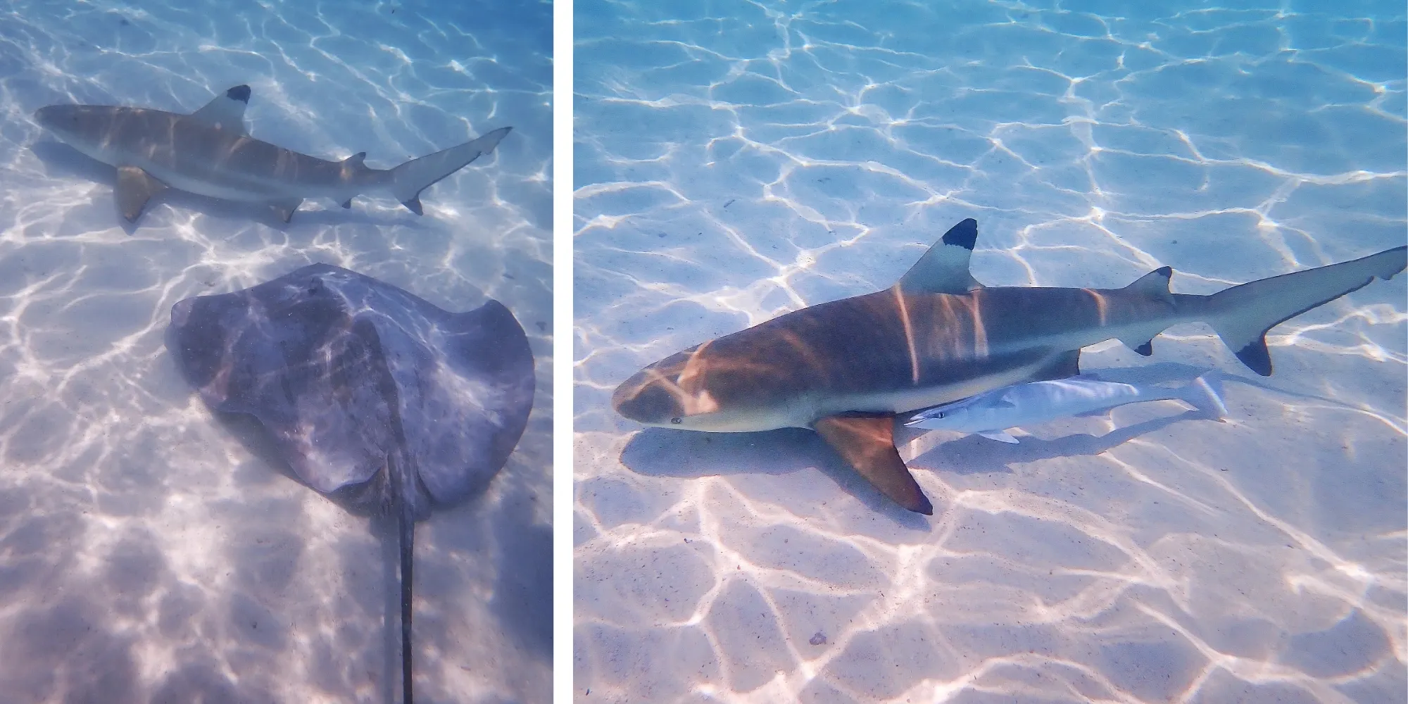 Requin pointe noire et raie pastenague en eaux peu profondes — Moorea, Polynésie française Collage de requins à pointes noires et raies pastenagues nageant dans les eaux peu profondes et cristallines du lagon de Moorea lors du snorkeling, Polynésie française
