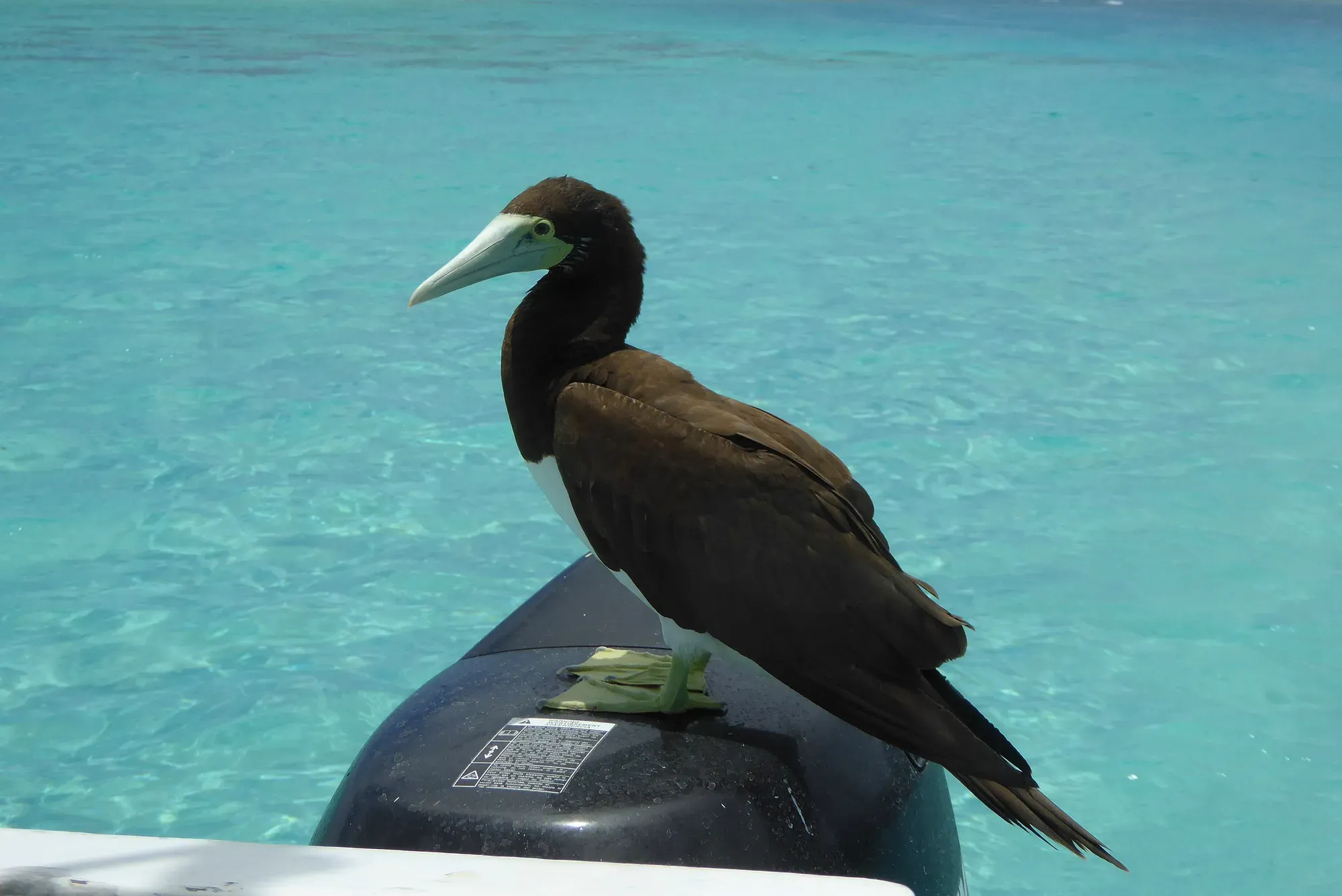Fou brun posé sur le moteur d'un bateau face au lagon turquoise de Moorea, Polynésie française
