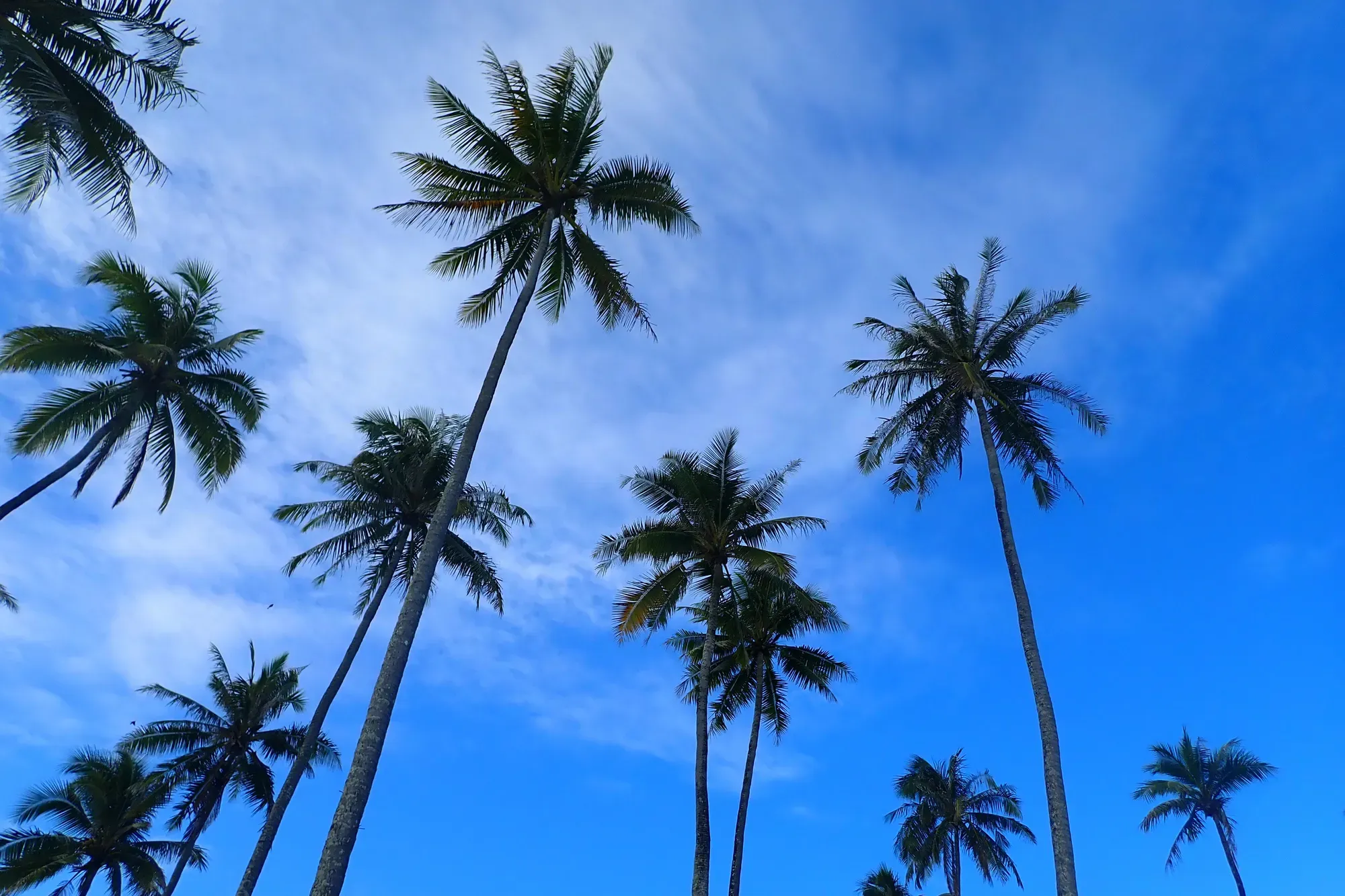 Cocotiers vus depuis le bas contre un ciel bleu — Moorea, Polynésie française Cocotiers de Moorea photographiés depuis le bas contre un ciel bleu profond, Polynésie française