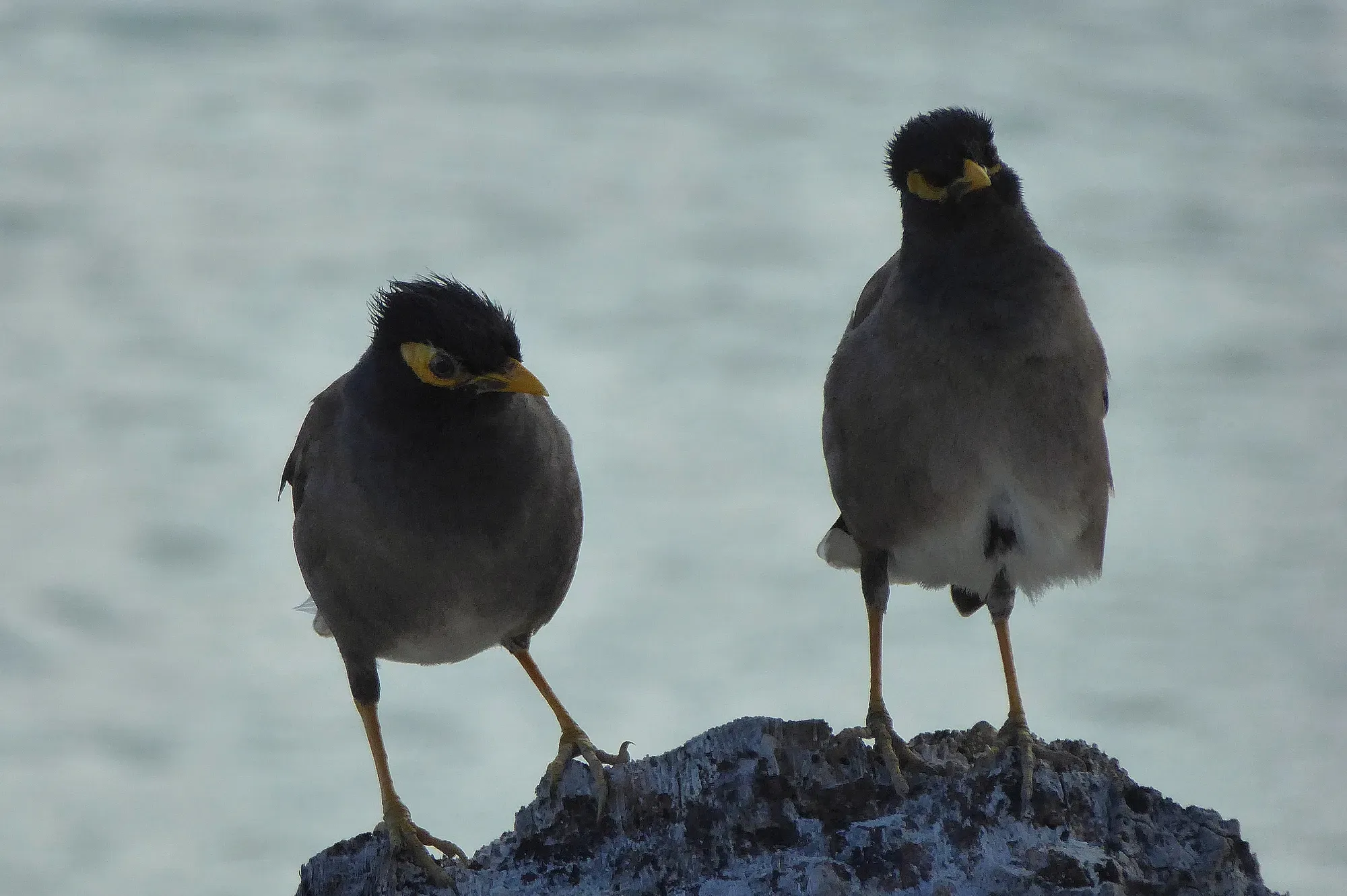 Deux martins tristes (Acridotheres tristis) au bec et pattes jaunes posés sur un rocher volcanique au bord du lagon de Moorea, Polynésie française