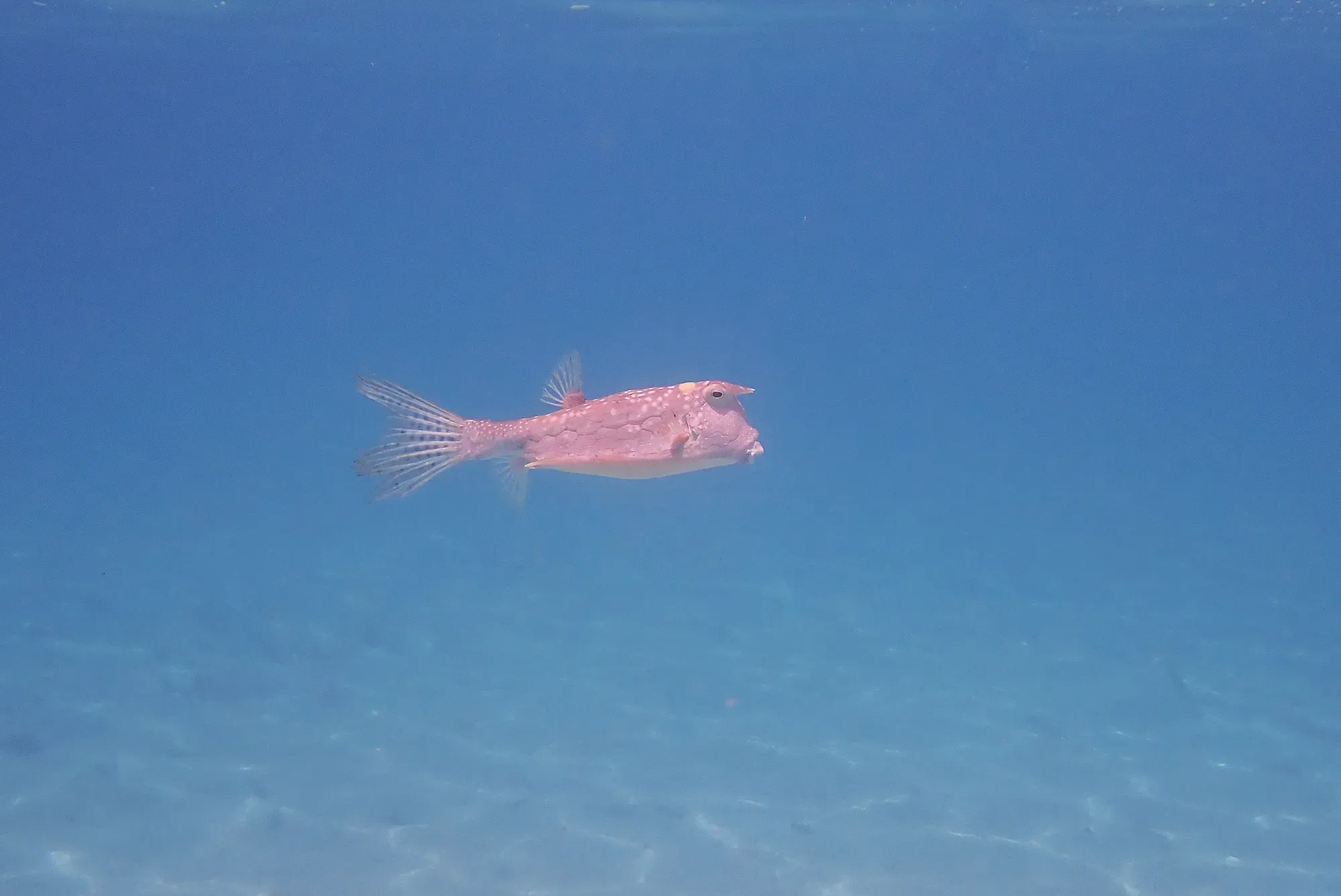 Poisson vache en pleine eau — snorkeling Moorea, Polynésie française Poisson vache (poisson coffre) nageant en pleine eau bleue lors du snorkeling dans le lagon de Moorea, Polynésie française