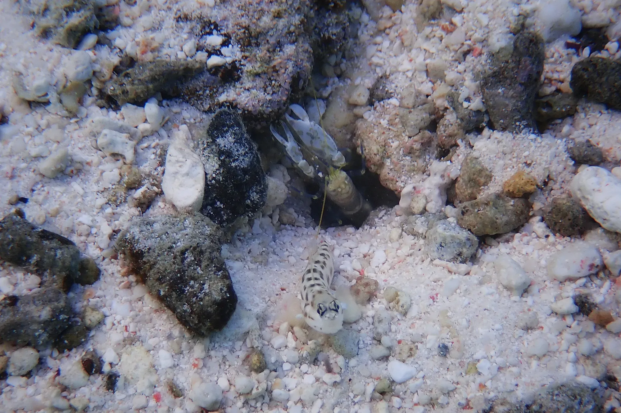 Gobie tacheté à l'entrée de son terrier avec une crevette pistolet dans le fond sableux du lagon de Moorea lors du snorkeling, Polynésie française