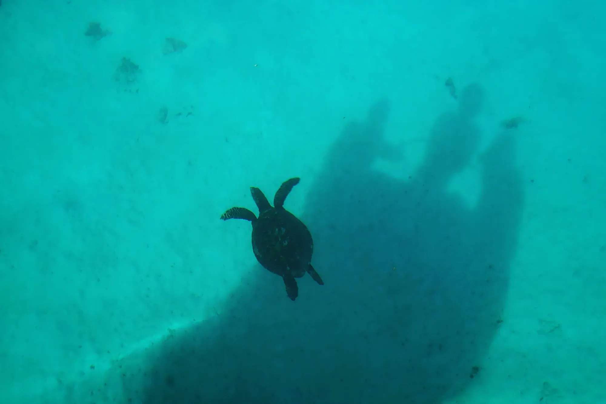 Tortue verte dans le lagon turquoise de Moorea — snorkeling Polynésie française Tortue verte vue depuis la surface lors du snorkeling dans le lagon turquoise de Moorea, avec l'ombre d'un snorkeleur visible, Polynésie française