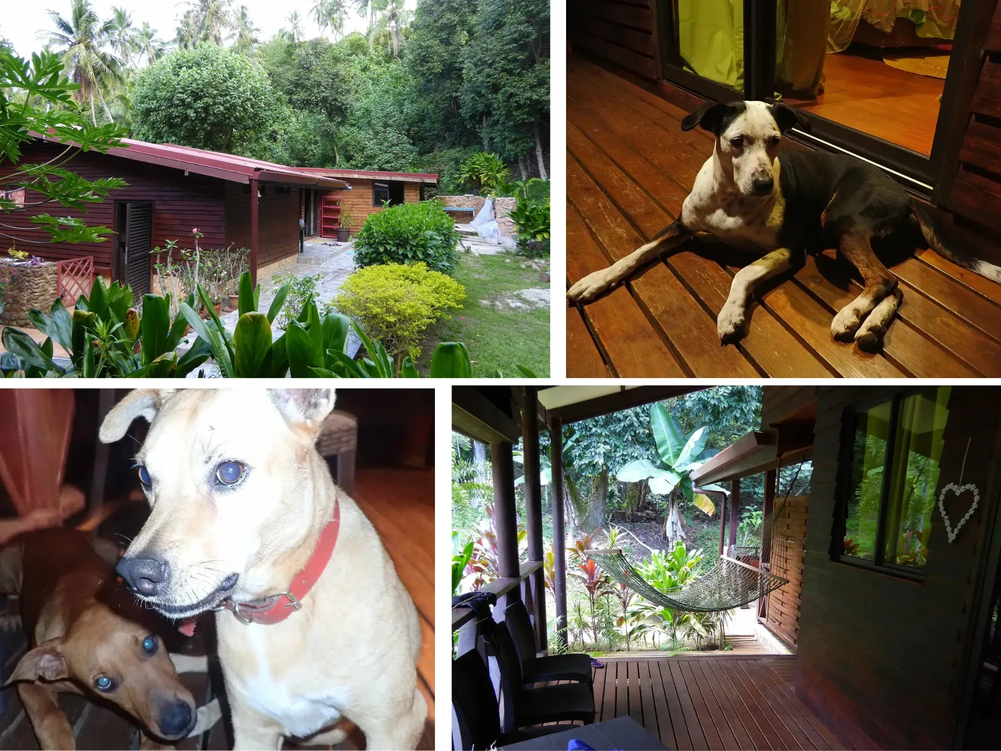 Pension Haere Mai I Te Fare — bungalow, jungle et toutous, Moorea Polynésie française Collage de la pension Haere Mai I Te Fare à Moorea : bungalow en bois entouré de jungle luxuriante, deux chiens adorables et terrasse avec hamac, Polynésie française