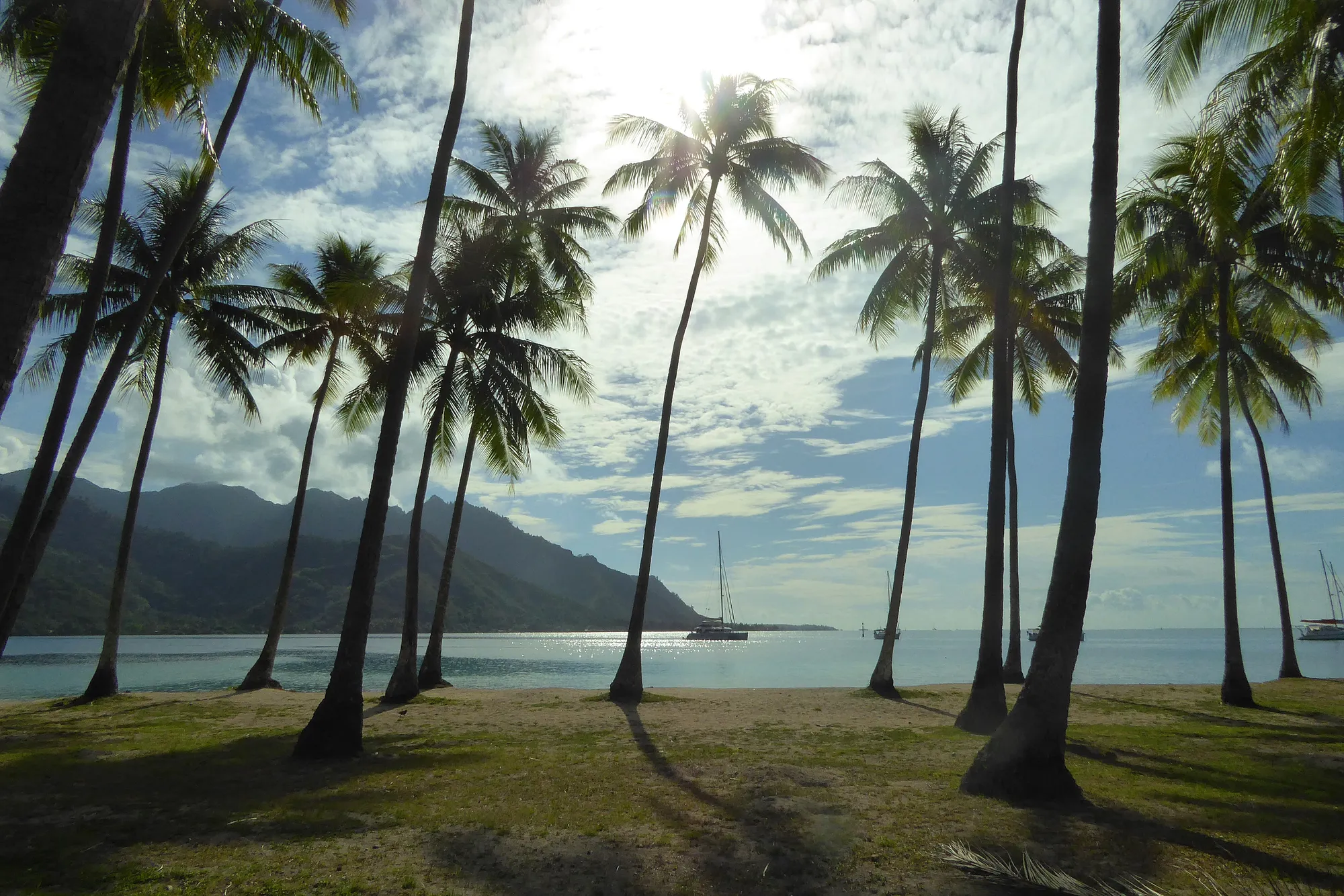 NaturElfes_Moorea_Beach_Palm_Trees_Lagoon_French_Polynesia Plage de Moorea avec cocotiers en contre-jour, catamaran ancré dans le lagon bleu et montagnes volcaniques en arrière-plan, Polynésie française