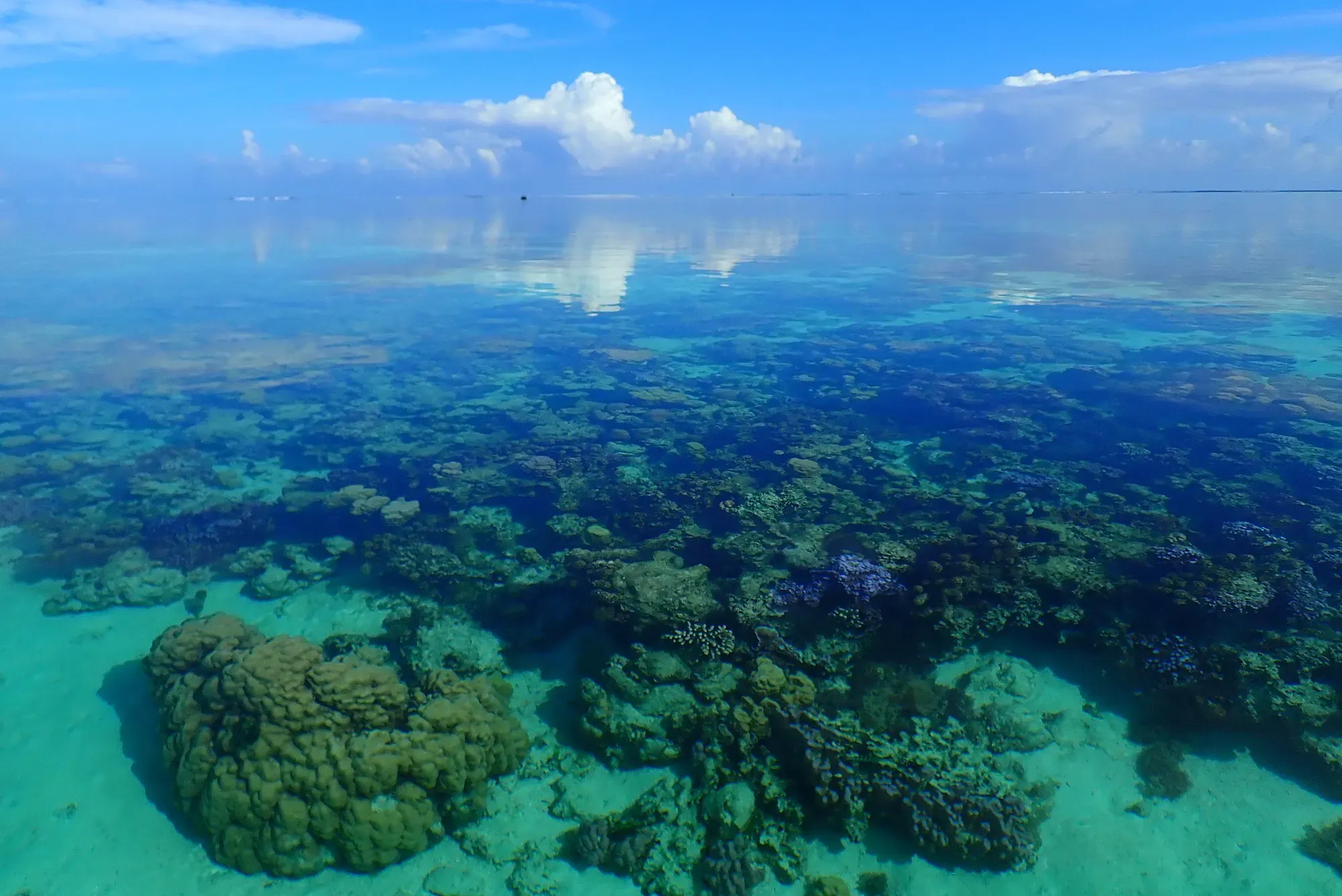 Récif corallien visible depuis la surface — lagon de Moorea, Polynésie française Récif corallien de Moorea visible depuis la surface grâce à l'eau cristalline avec reflets de nuages, Polynésie française