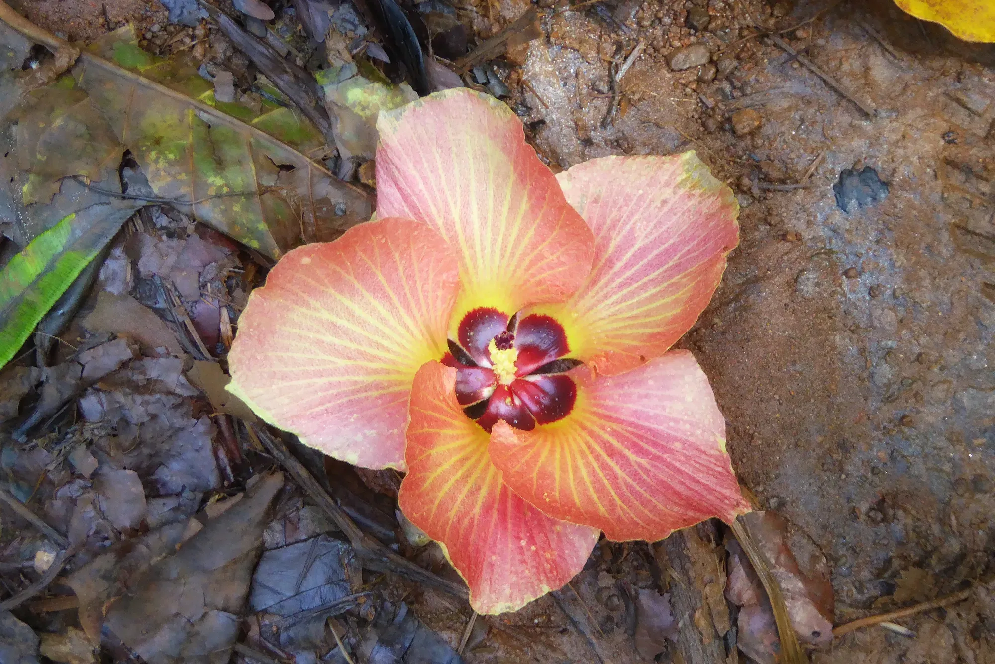 Fleur d'hibiscus rose et jaune sur le sentier de Moorea — Polynésie française Fleur d'hibiscus rose et jaune aux nervures dorées tombée sur le sol en terre lors de la randonnée du col des trois cocotiers, Moorea, Polynésie française