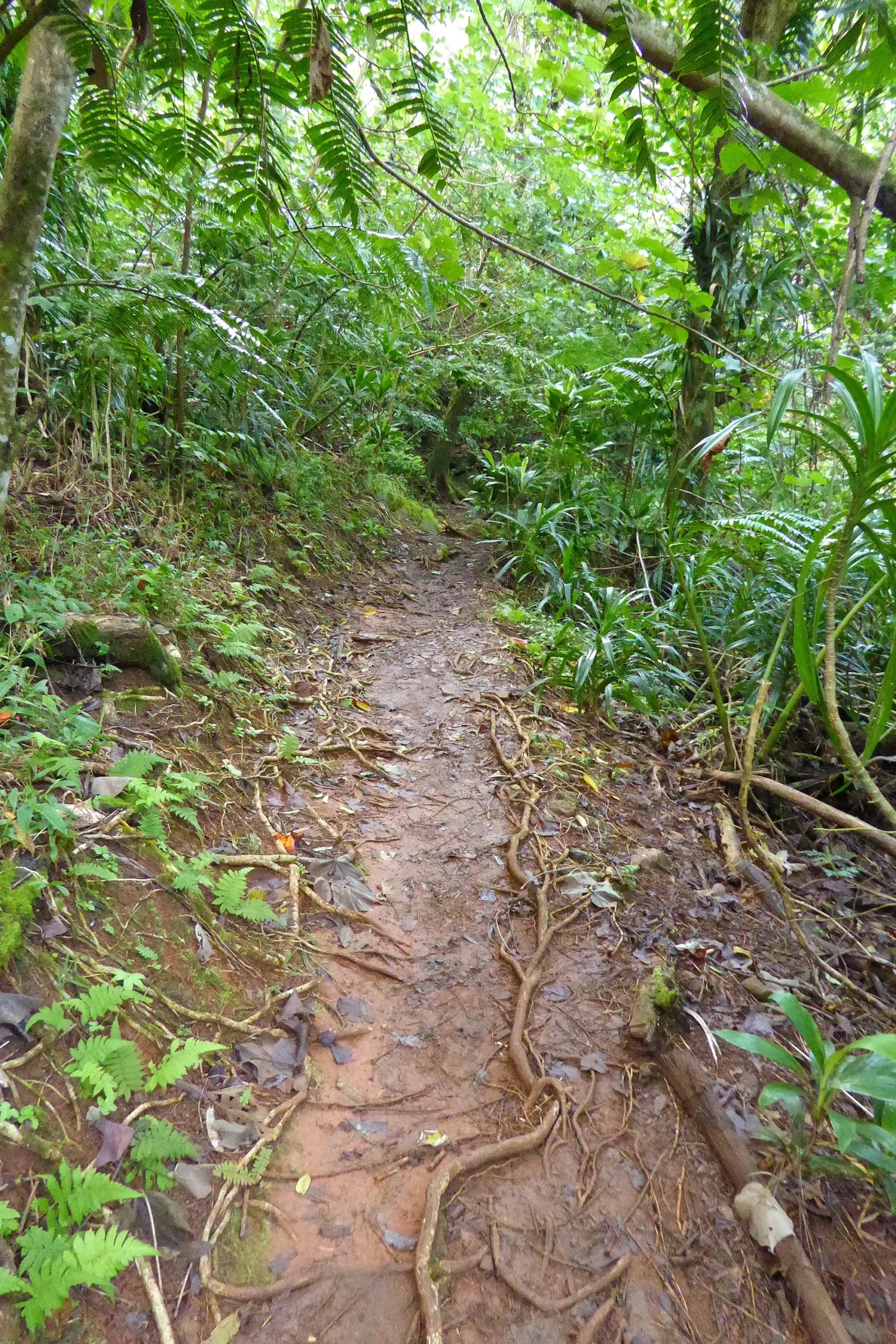Sentier de randonnée dans la jungle de Moorea — col des trois cocotiers, Polynésie française Sentier de randonnée en terre rouge avec racines apparentes traversant la jungle dense du col des trois cocotiers, Moorea, Polynésie française