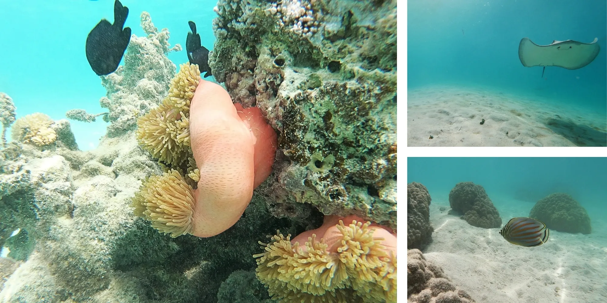 Vie marine de Moorea — anémone, raie aigle et poisson-papillon, Polynésie française Collage de vie marine lors du snorkeling à Moorea : anémone rose avec poissons noirs, raie aigle en pleine eau et poisson-papillon rayé sur le fond sableux, Polynésie française
