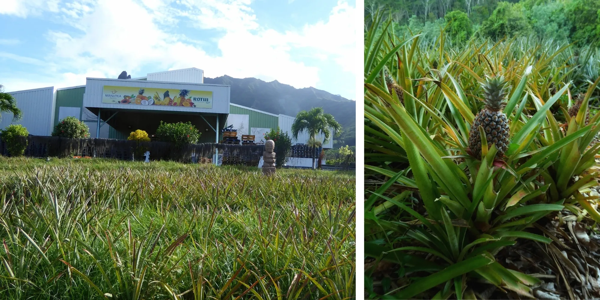 Champs d'ananas et lycée agricole de Moorea — Polynésie française Collage des champs d'ananas du lycée agricole de Moorea avec un gros plan sur un ananas mûrissant, Polynésie française