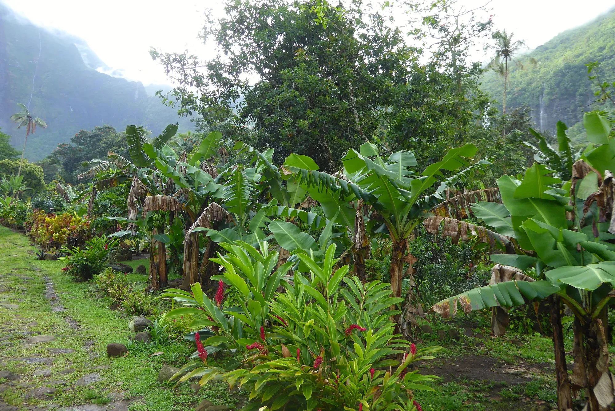 Jardin tropical luxuriant avec bananiers et cascades — Moorea, Polynésie française Jardin tropical luxuriant avec bananiers, gingembers rouges et cascades visibles dans le brouillard en arrière-plan, Moorea, Polynésie française