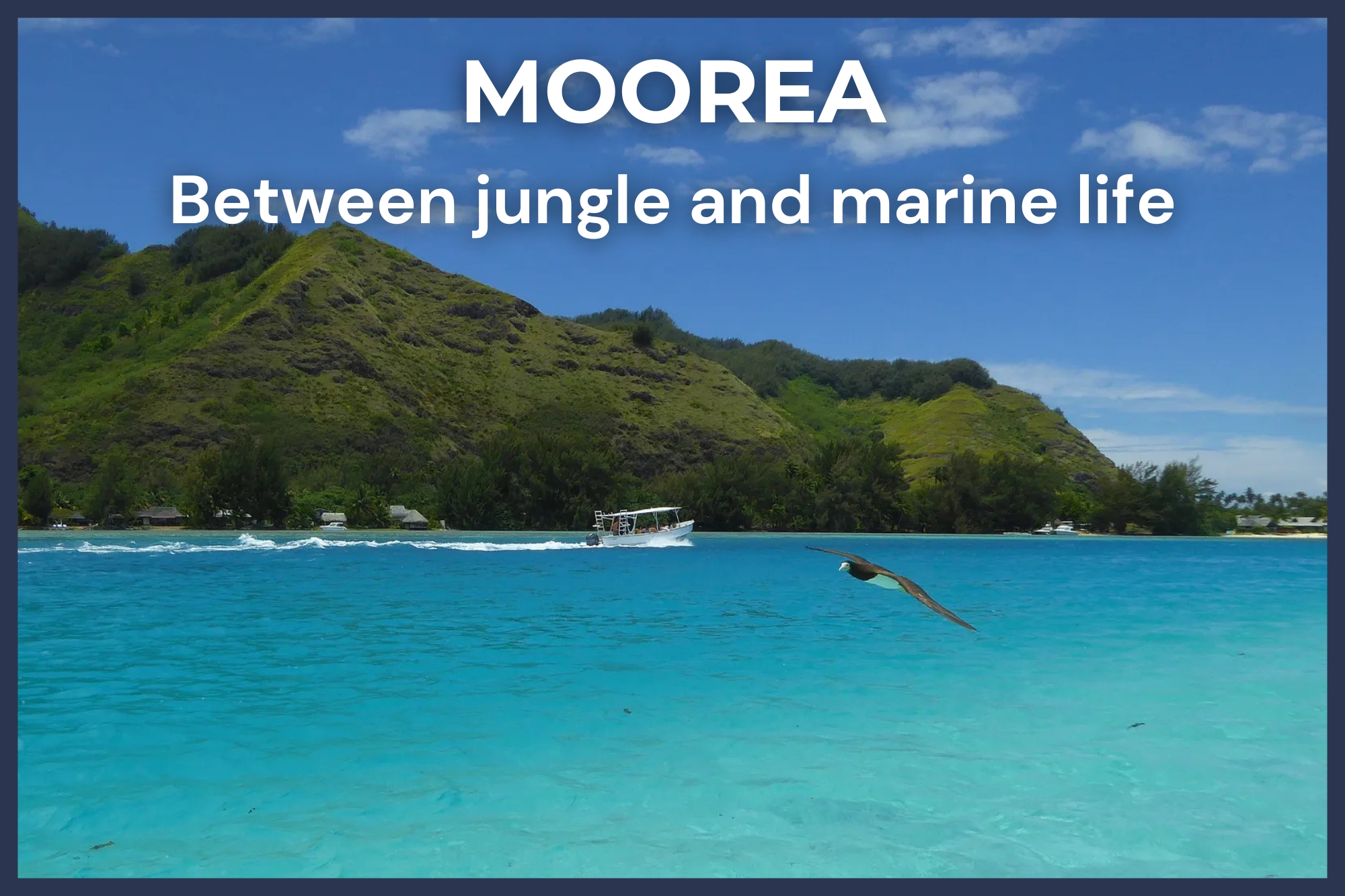 Turquoise lagoon of Moorea with a bird in flight, boat and lush green hills in the background, French Polynesia