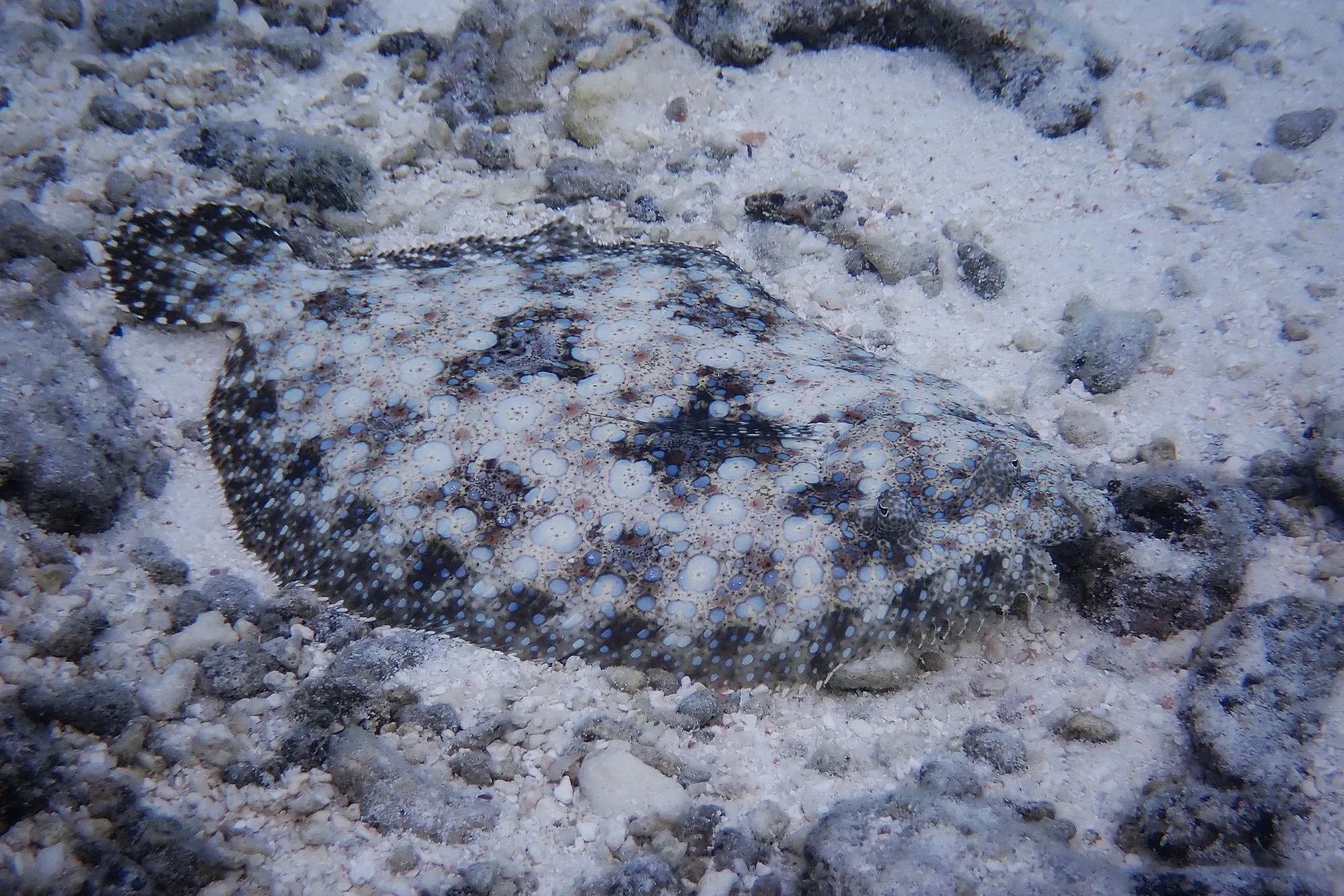 Poisson-sole paon aux taches bleues parfaitement camouflé sur le fond sableux lors du snorkeling dans le lagon de Moorea, Polynésie française