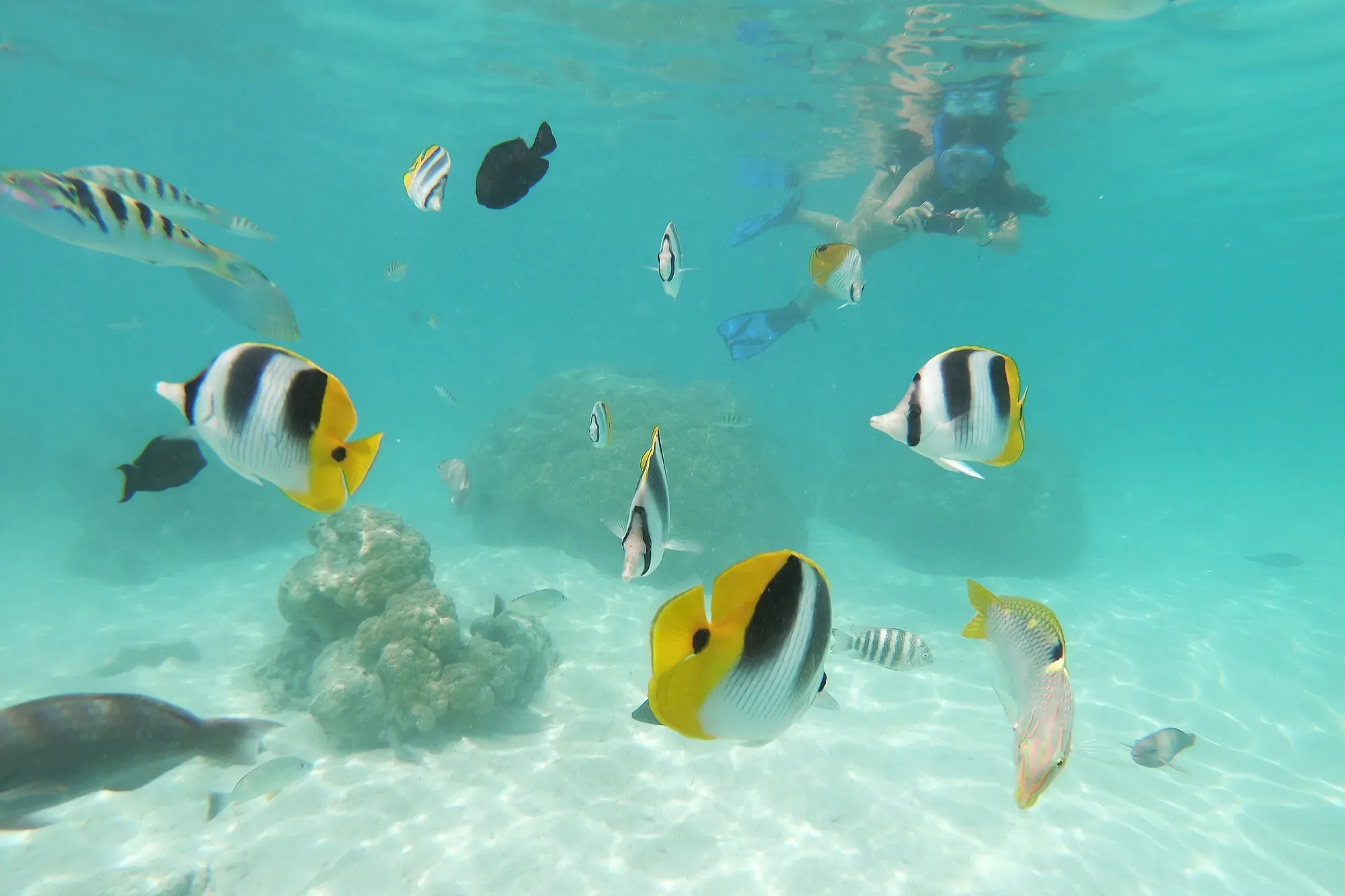 Snorkeling avec poissons-papillons dans le lagon de Moorea — Polynésie française Snorkeleuse entourée de nombreux poissons-papillons cocher jaunes et noirs dans le lagon turquoise de Moorea, Polynésie française