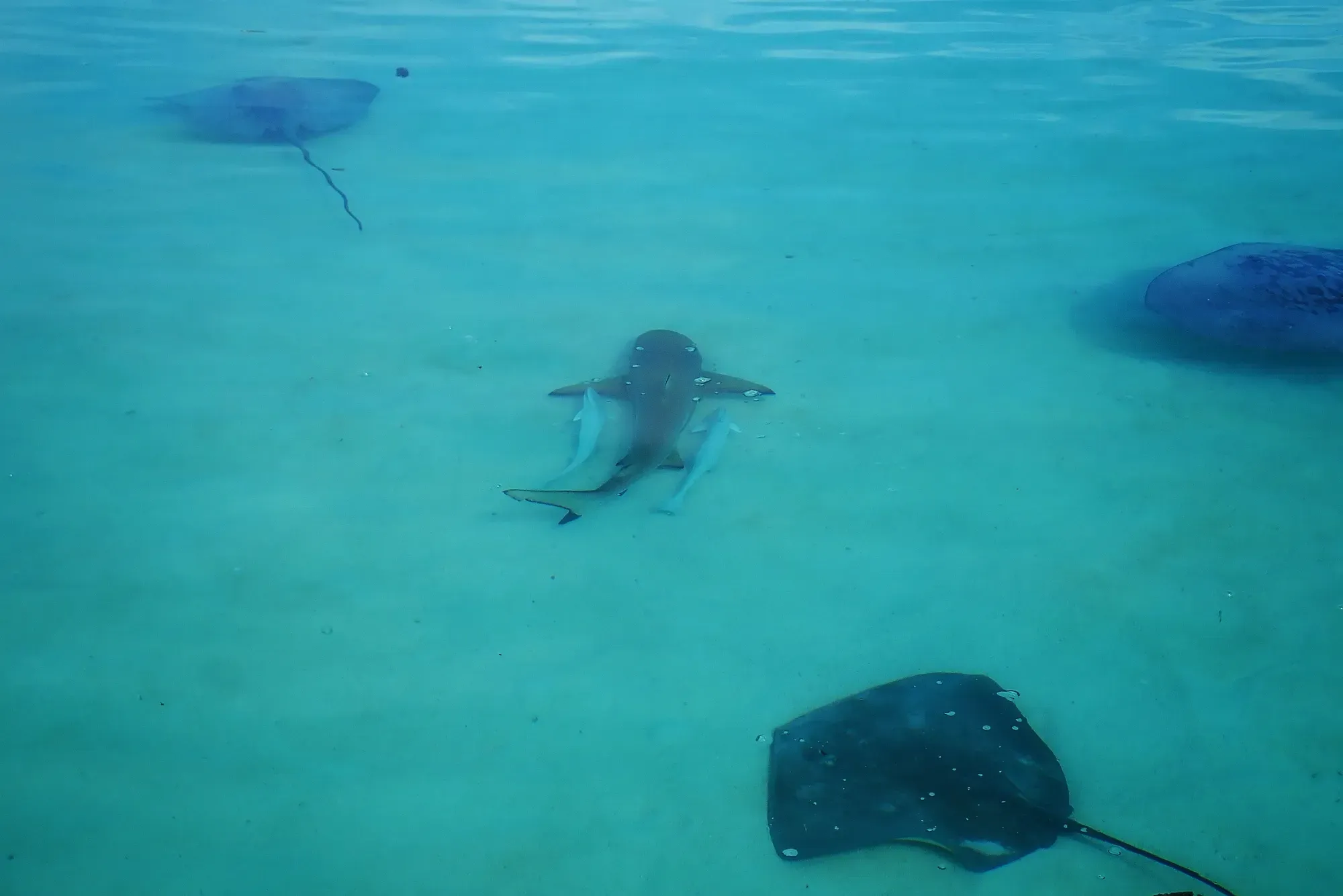 Raie pastenague et requin pointe noire dans le lagon peu profond de Moorea — Polynésie française Raie pastenague et requin pointe noire nageant dans les eaux peu profondes et turquoise du lagon de Moorea, Polynésie française