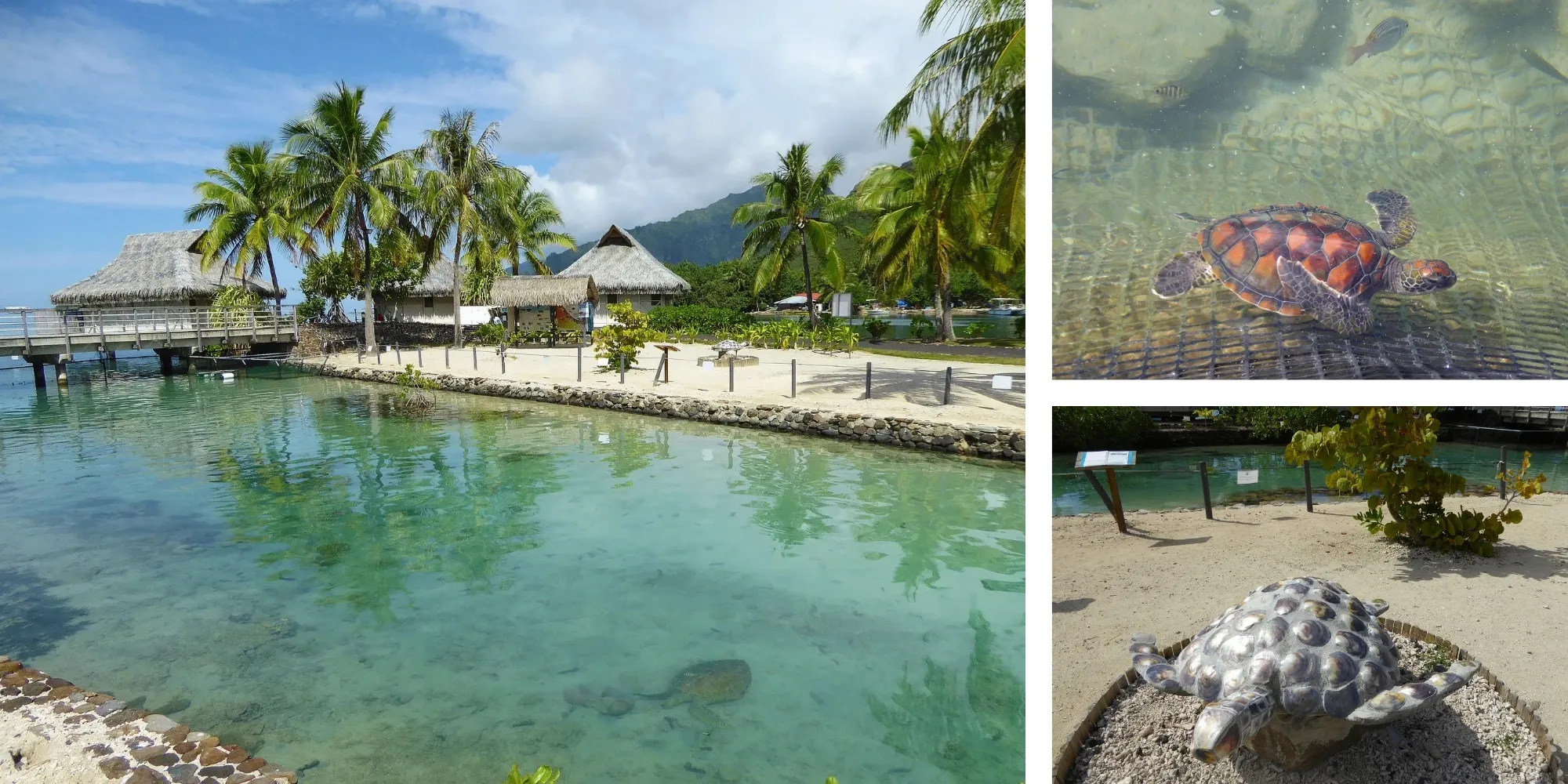 Clinique des tortues Te Mana O Te Moana — Moorea, Polynésie française Collage de la clinique des tortues de l'association Te Mana O Te Moana à Moorea : lagune de soins, jeune tortue verte en eau peu profonde et sculpture décorative de tortue, Polynésie française