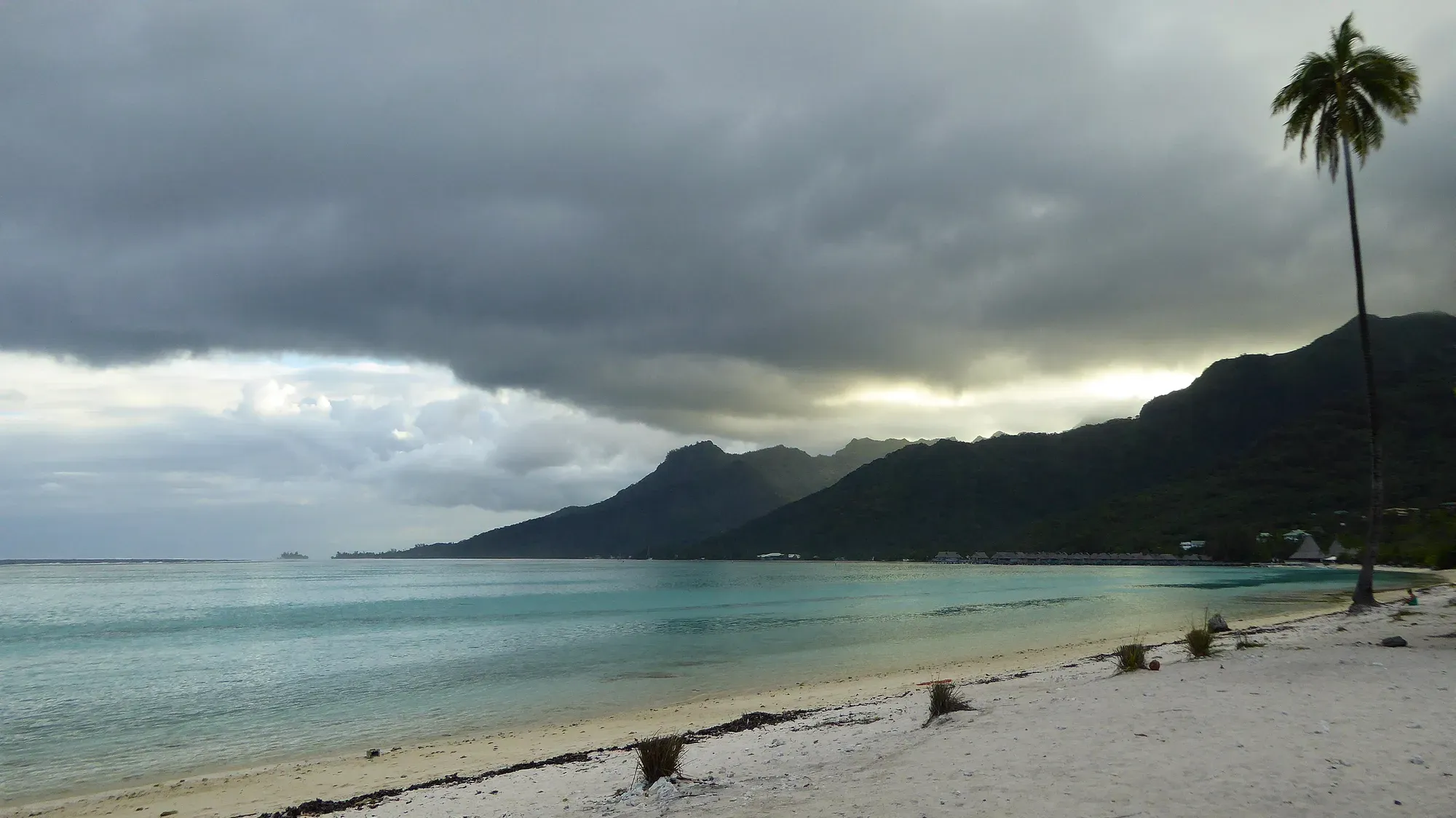 Plage de Temae au ciel dramatique — Moorea, Polynésie française Plage publique de Temae à Moorea sous un ciel dramatique nuageux avec un cocotier solitaire et les montagnes en arrière-plan, Polynésie française