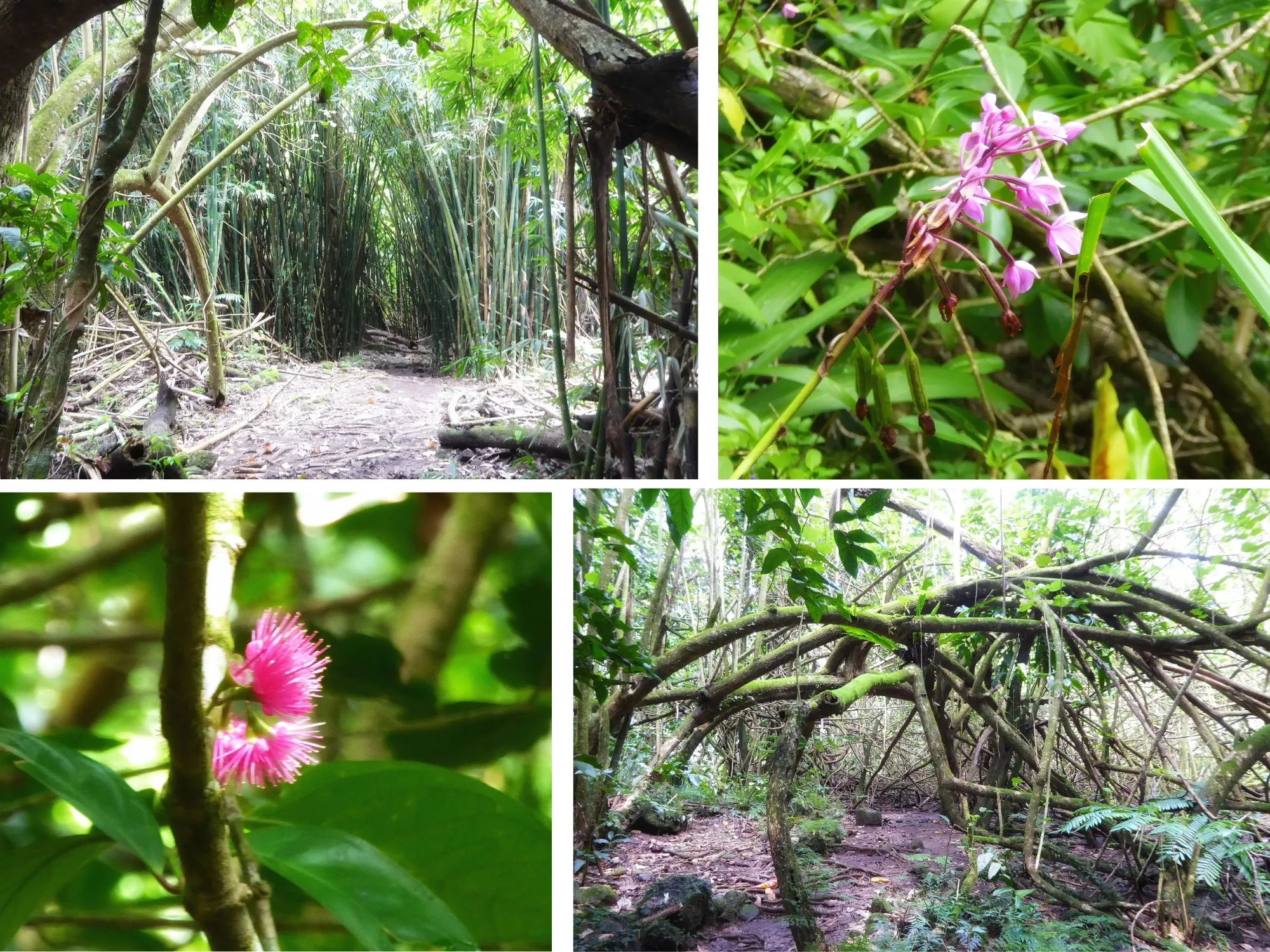 Randonnée col des trois cocotiers — bambousaie et fleurs sauvages, Moorea Polynésie française Collage de la randonnée du col des trois cocotiers à Moorea : bambousaie, orchidée sauvage rose, fleur sauvage rose pompom et chemin sous les arbres en voûte, Polynésie française