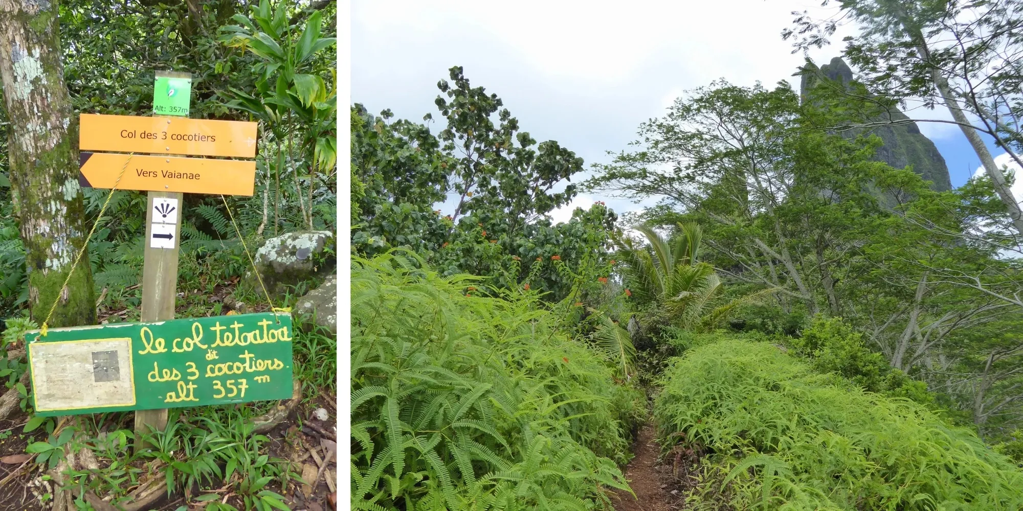 Panneau du col des trois cocotiers à 357 m — randonnée Moorea, Polynésie française Collage du panneau du col des trois cocotiers dit "col Tetoatoa" à 357 m d'altitude et vue sur la montagne volcanique depuis le sentier verdoyant, Moorea, Polynésie française