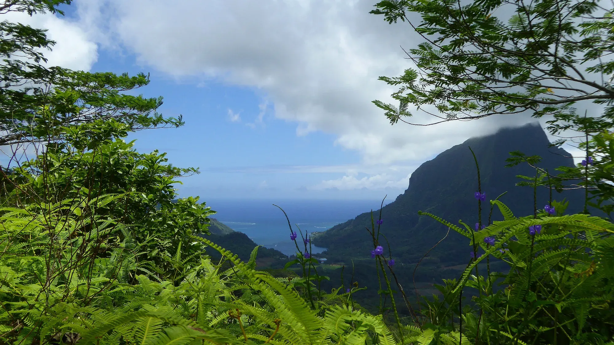 Vue depuis le col des trois cocotiers sur la baie de Moorea — Polynésie française Vue depuis le col des trois cocotiers sur la baie de Moorea, montagne volcanique et fleurs violettes au premier plan, Polynésie française
