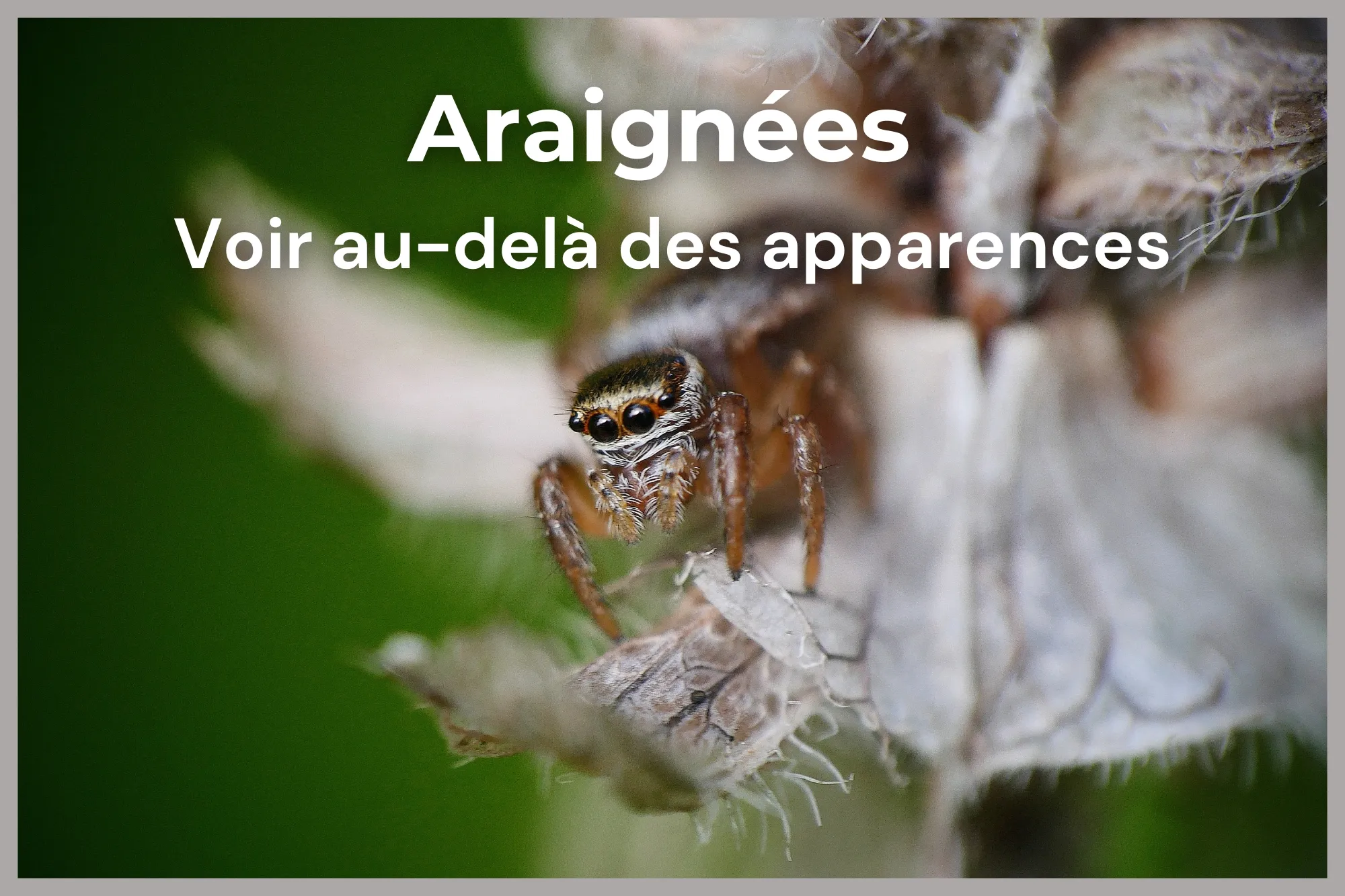 Araignée sauteuse salticide gros plan yeux France