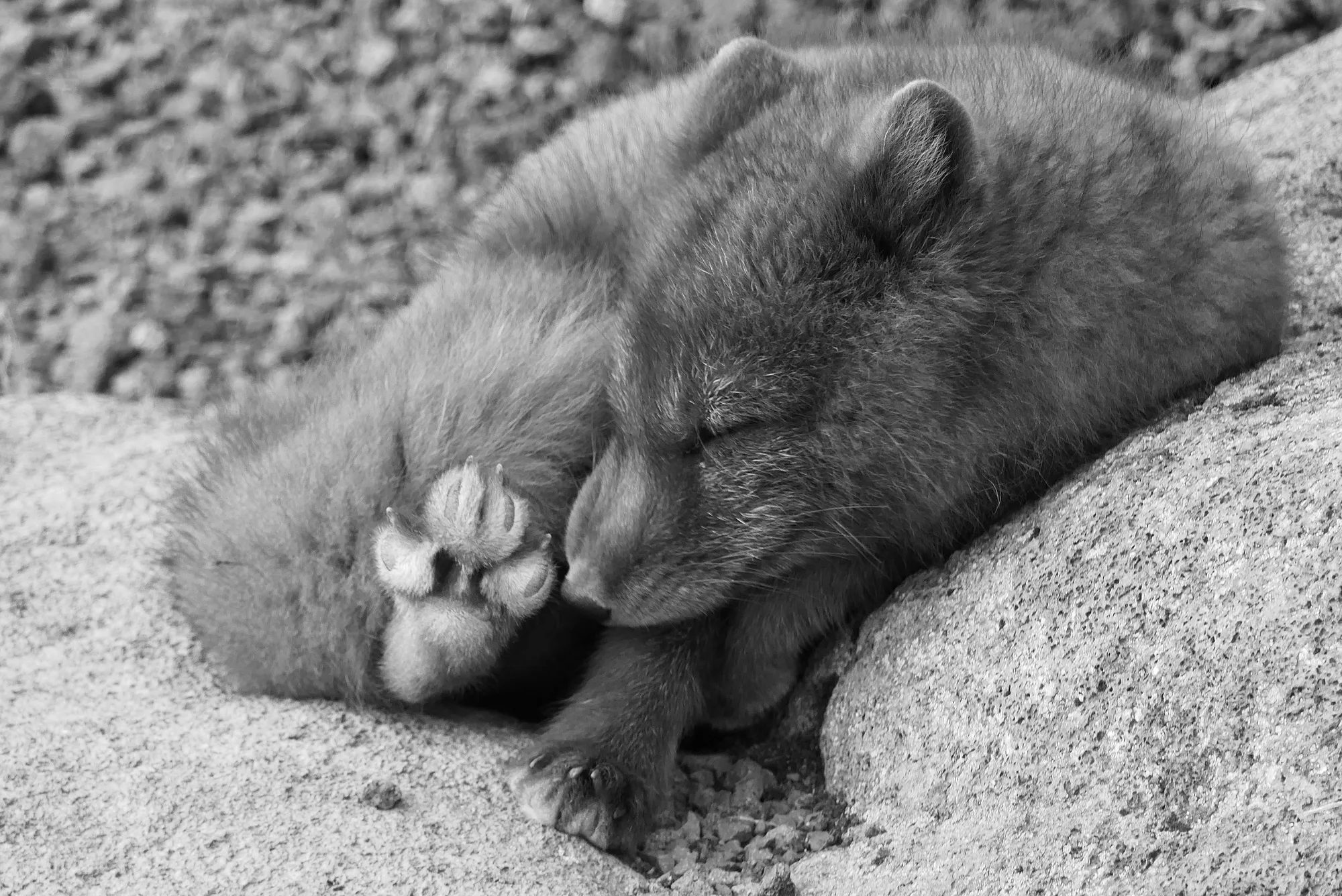 Bébé renard arctique endormi en Islande Bébé renard arctique endormi photo noir et blanc Islande