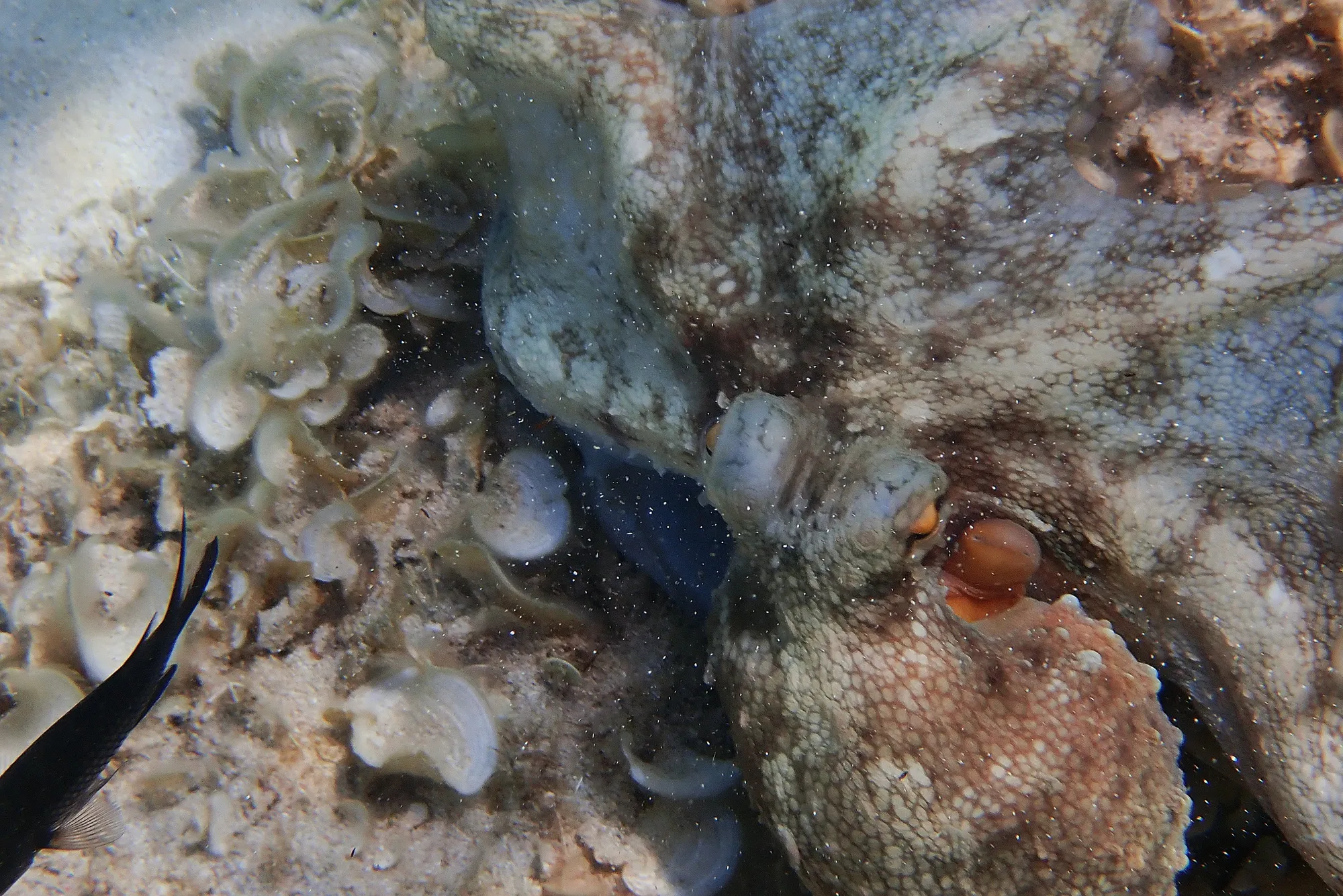 Gros plan sur une pieuvre commune observée sous l'eau à Minorque lors d'une sortie snorkeling.