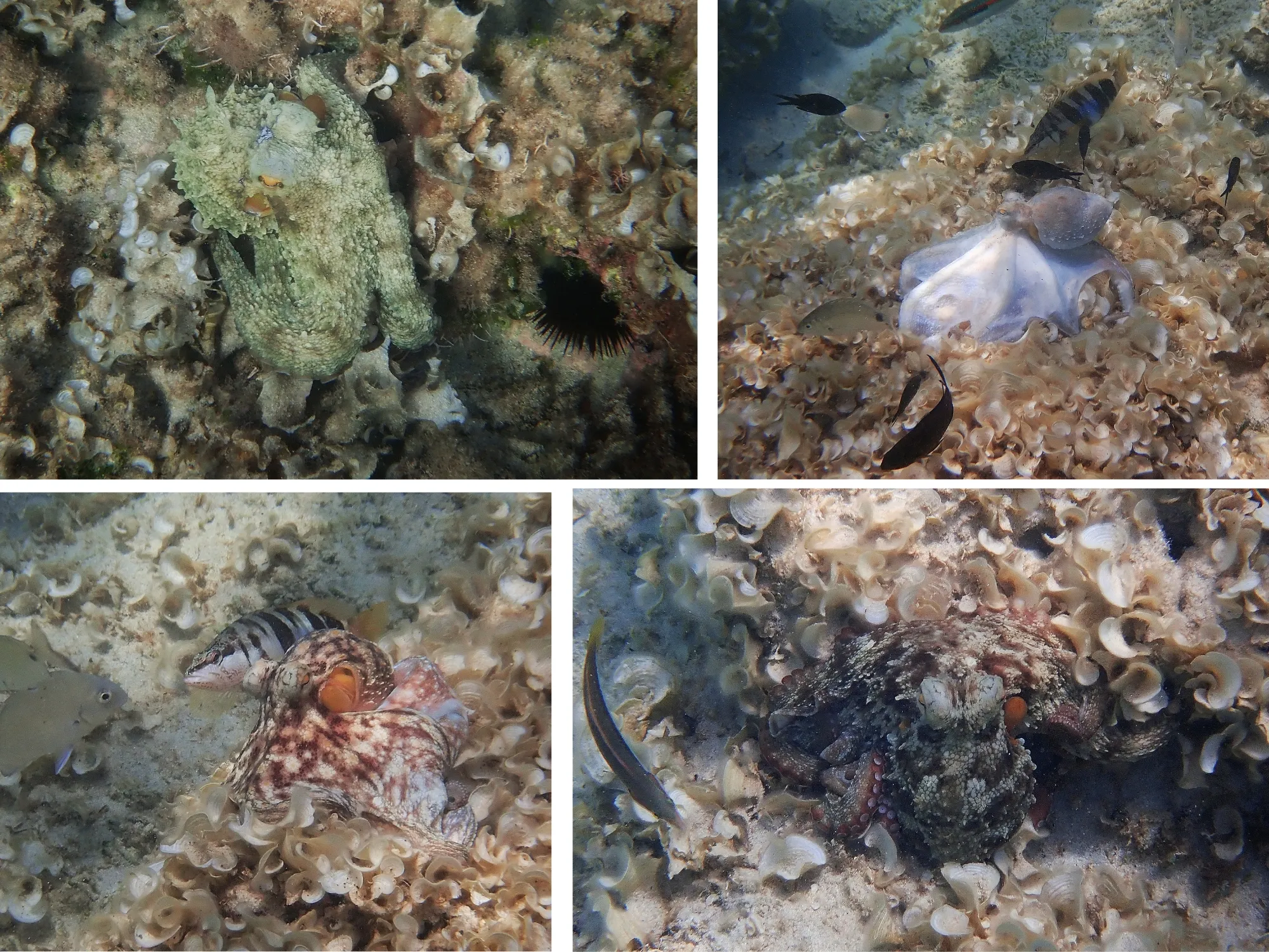 Collage de plusieurs pieuvres communes observées en snorkeling dans les eaux cristallines de Minorque.