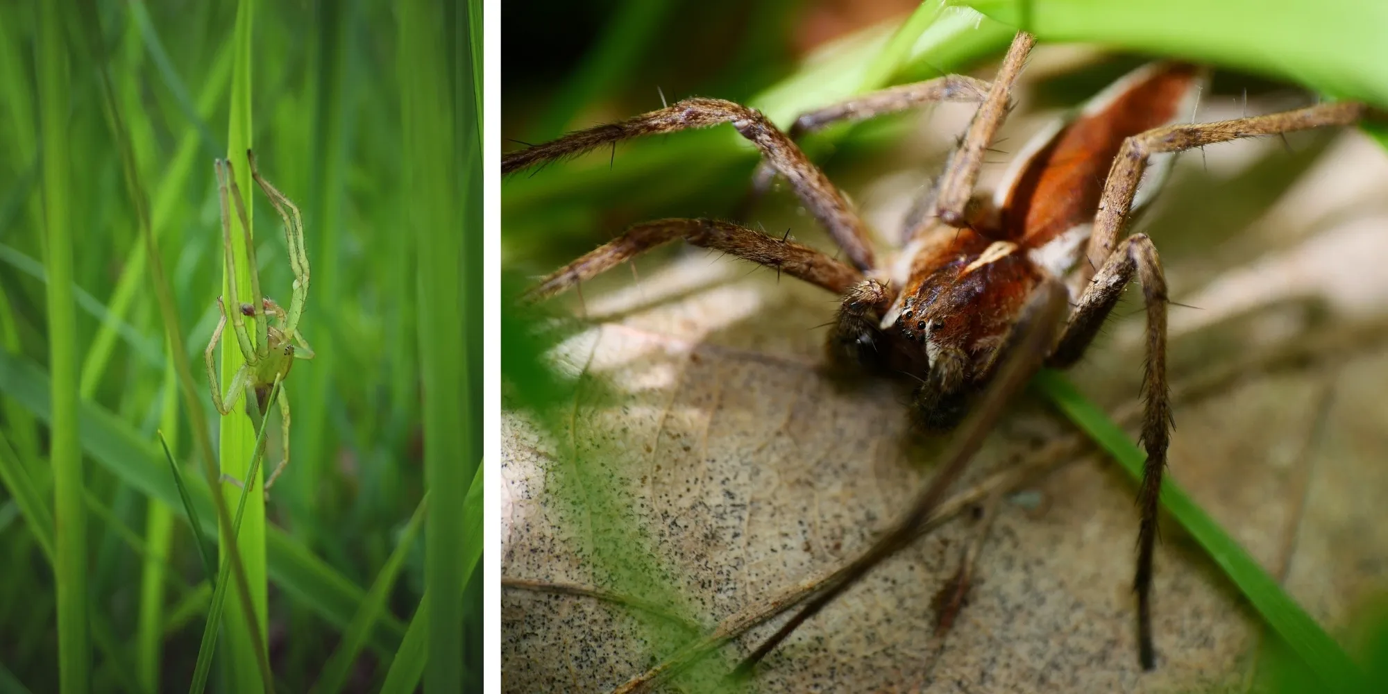 Micrommate émeraude pisaure admirable araignées France
