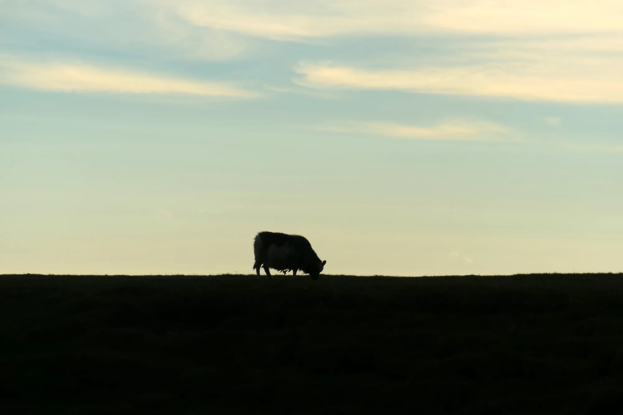 Mouton islandais sur les falaises de Krýsuvíkurberg Mouton silhouette falaise Krýsuvíkurberg Islande