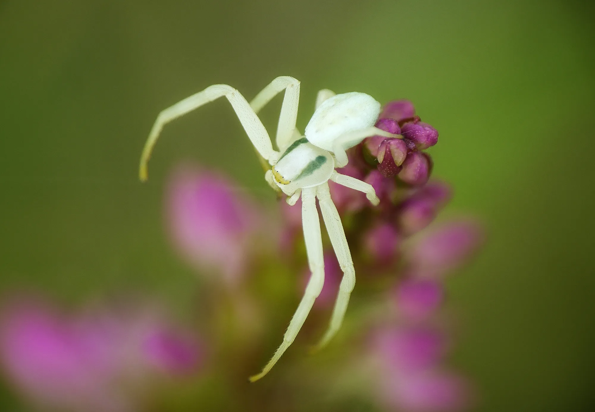 Thomise variable araignée crabe blanche fleur
