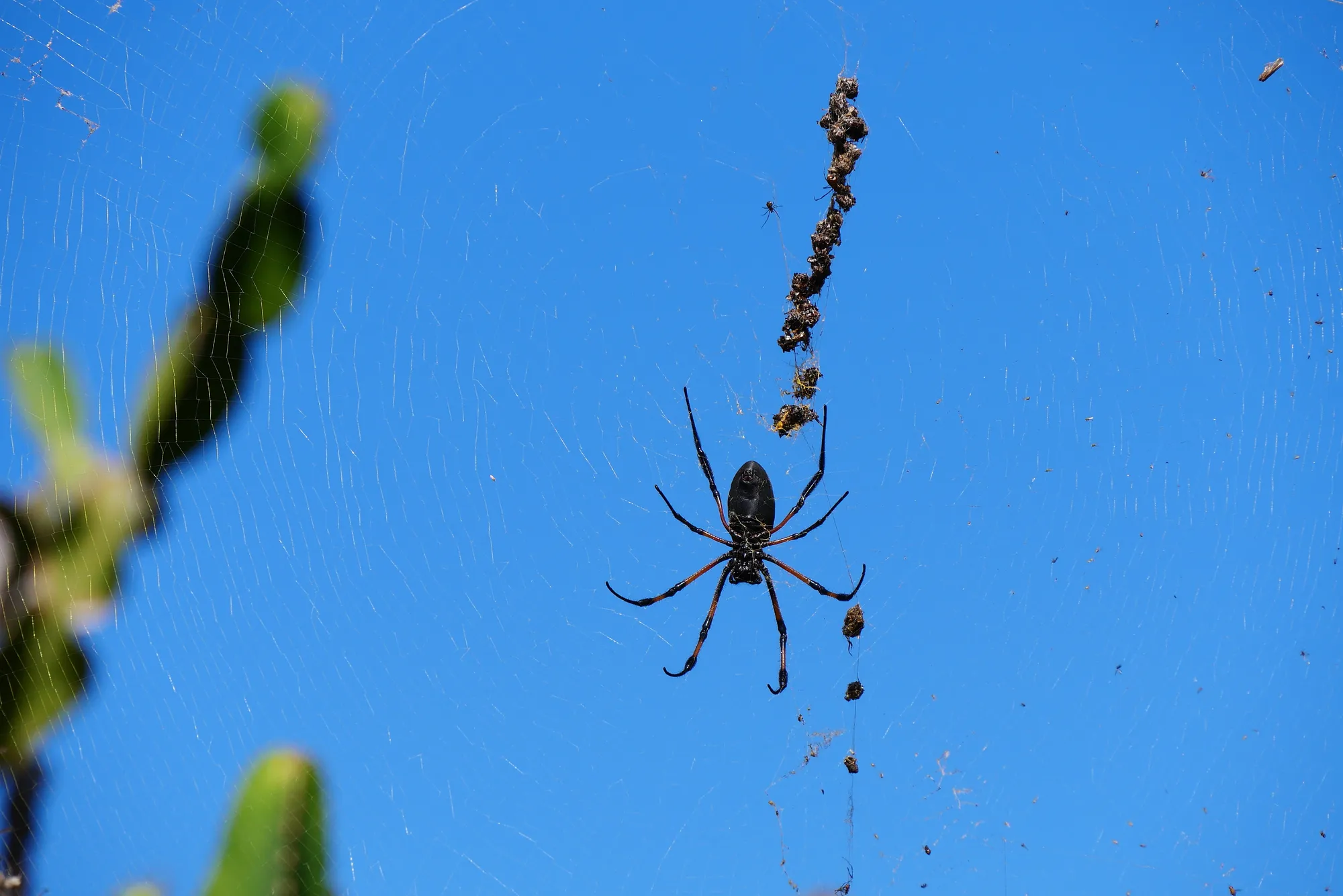 Toile néphile dorée araignée La Réunion