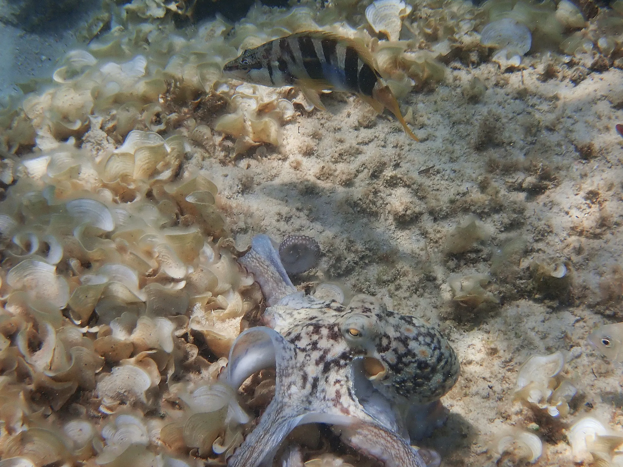 Pieuvre poisson rayé herbes marines Minorque