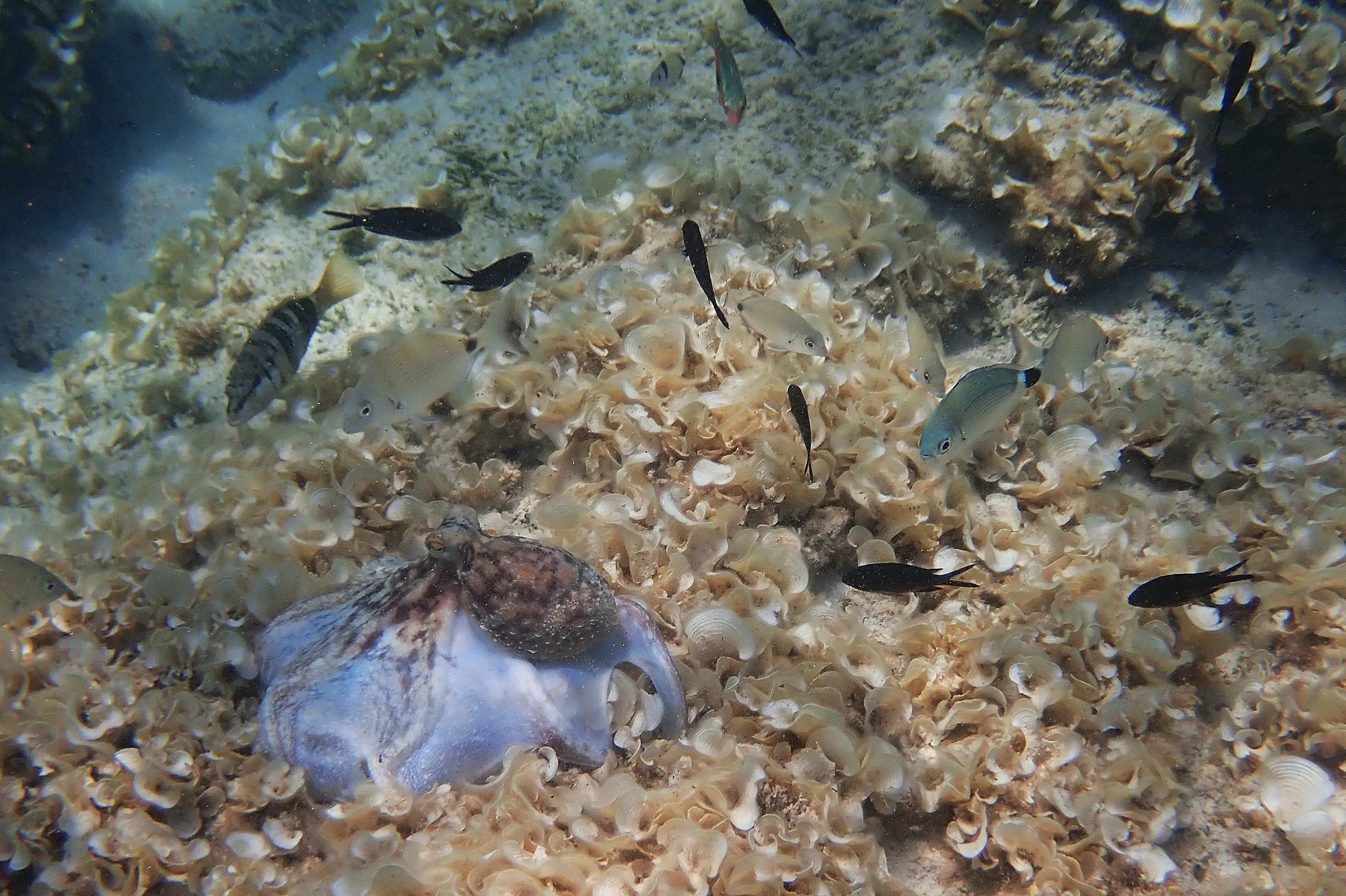 Pieuvre demoiselles poissons Minorque Espagne