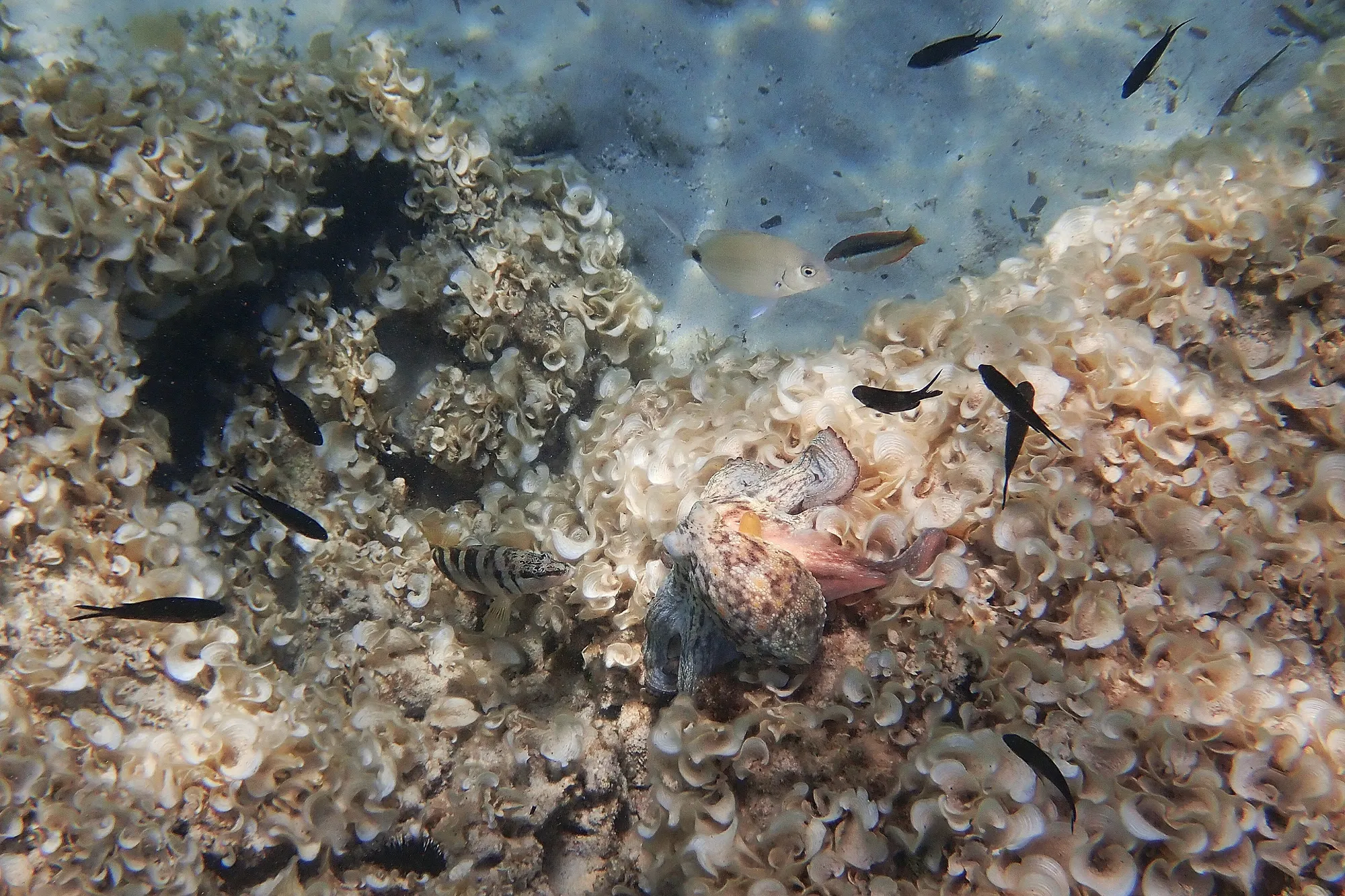 Rassemblement poissons pieuvre Minorque Baléares