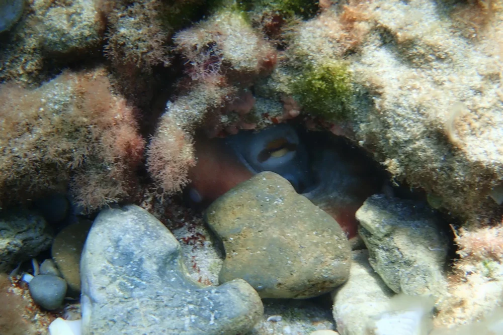 Pieuvre cavité rocheuse camouflage Minorque
