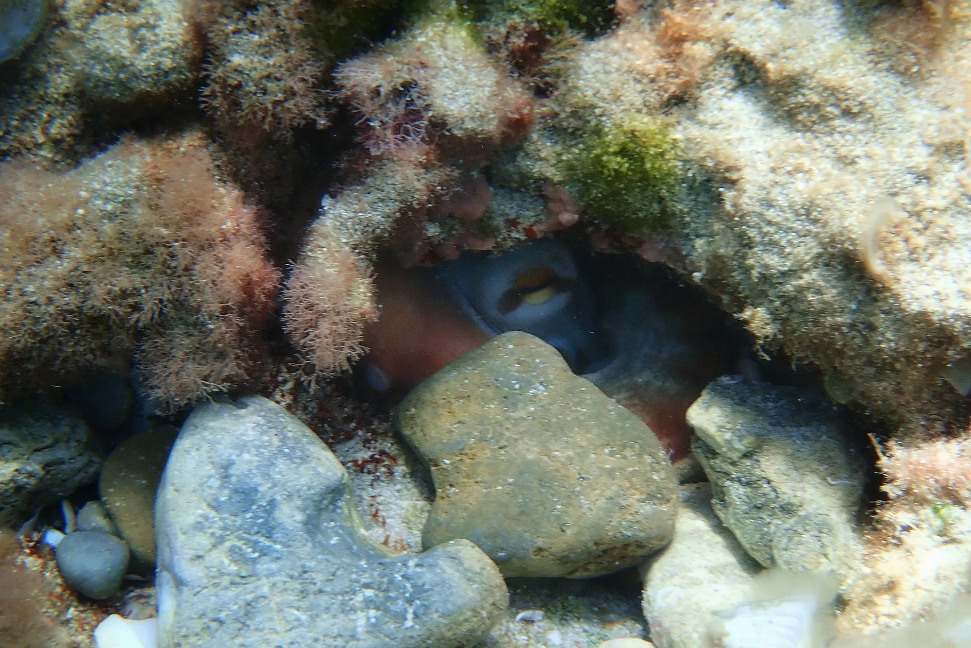 Pieuvre cavité rocheuse camouflage Minorque