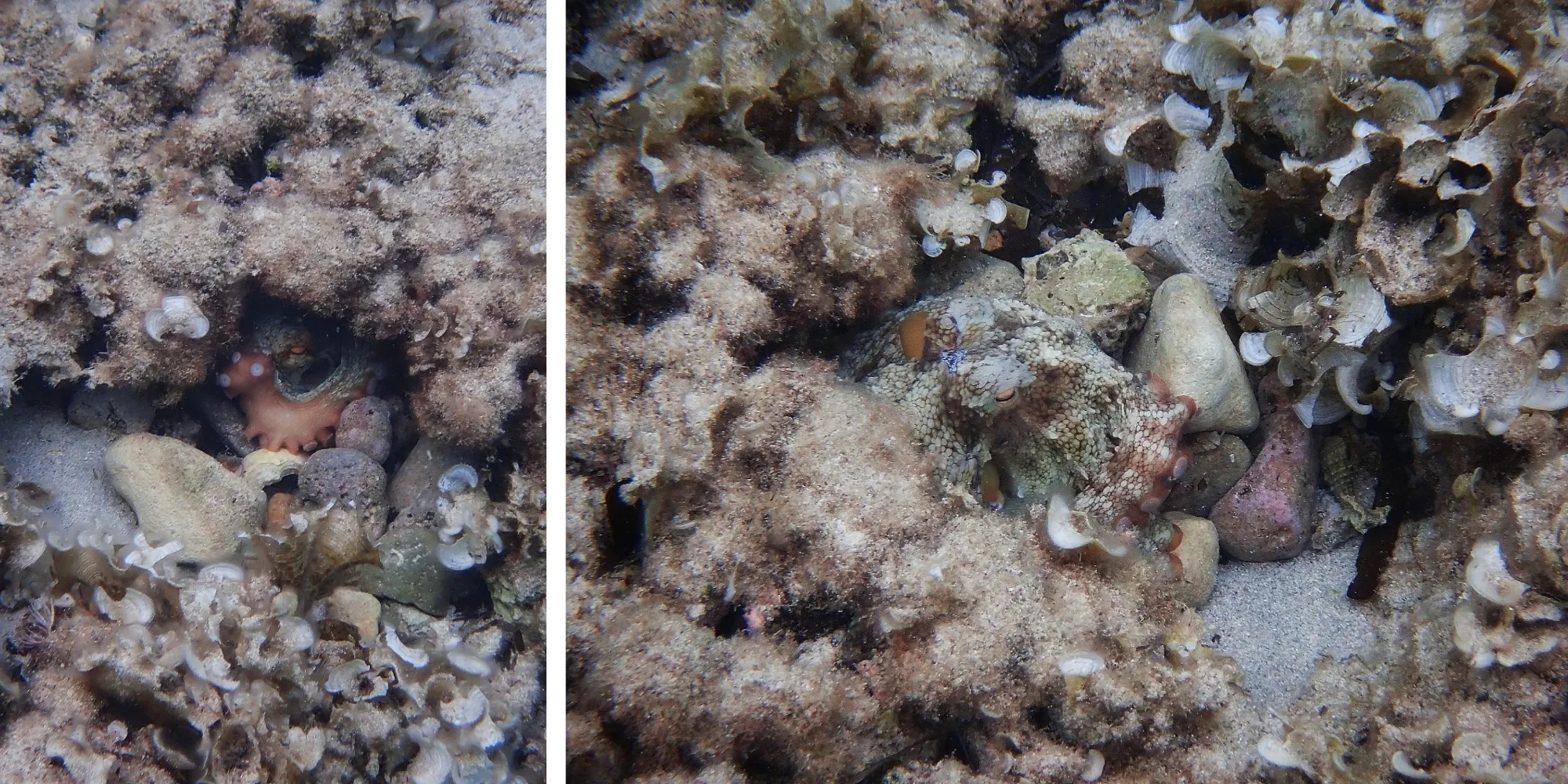 Pieuvre peau tachetée cavité camouflage Minorque