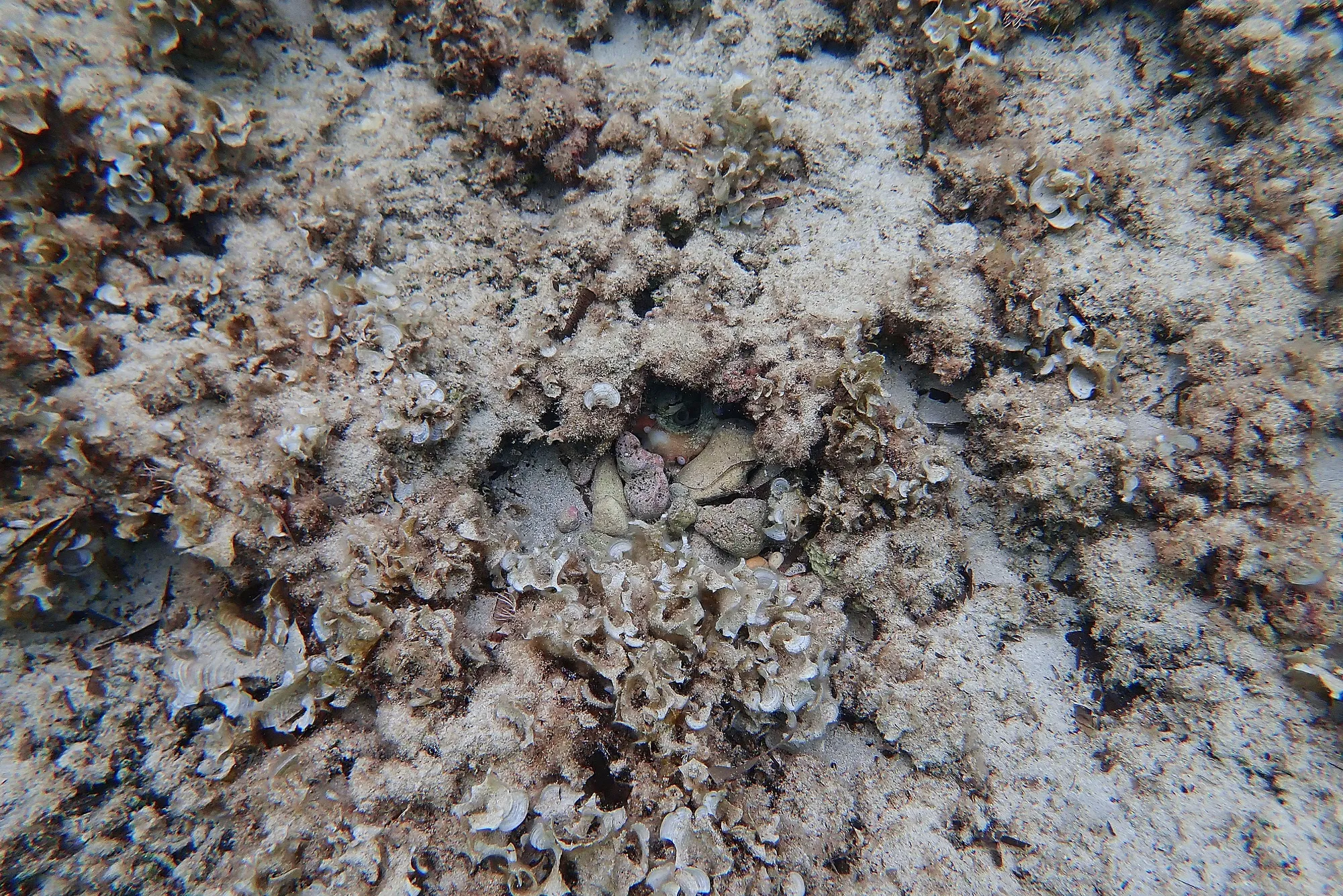 Pieuvre camouflage galets invisible Minorque