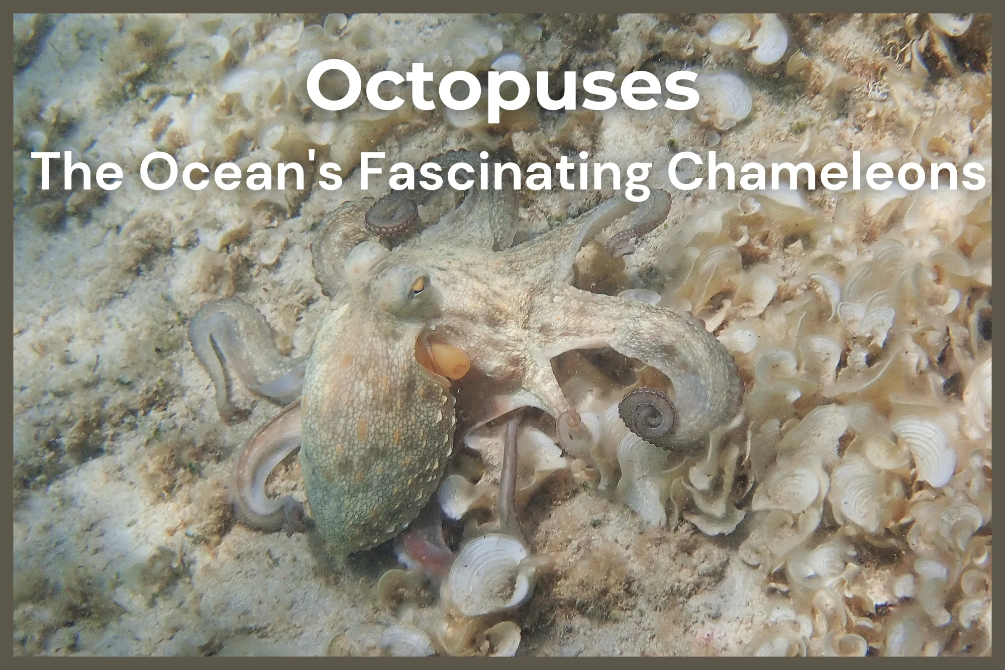 Octopus Minorca snorkeling camouflage Mediterranean