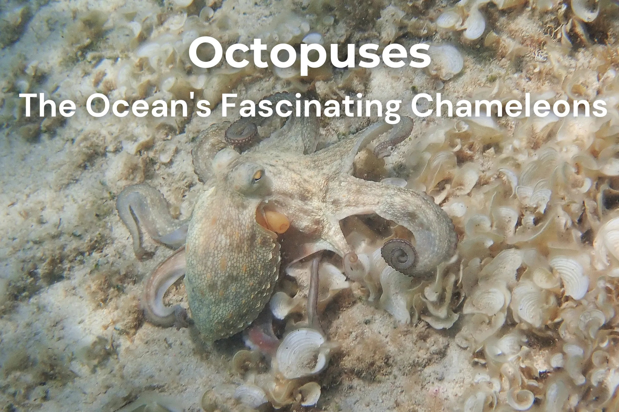 Octopus Minorca snorkeling camouflage Mediterranean