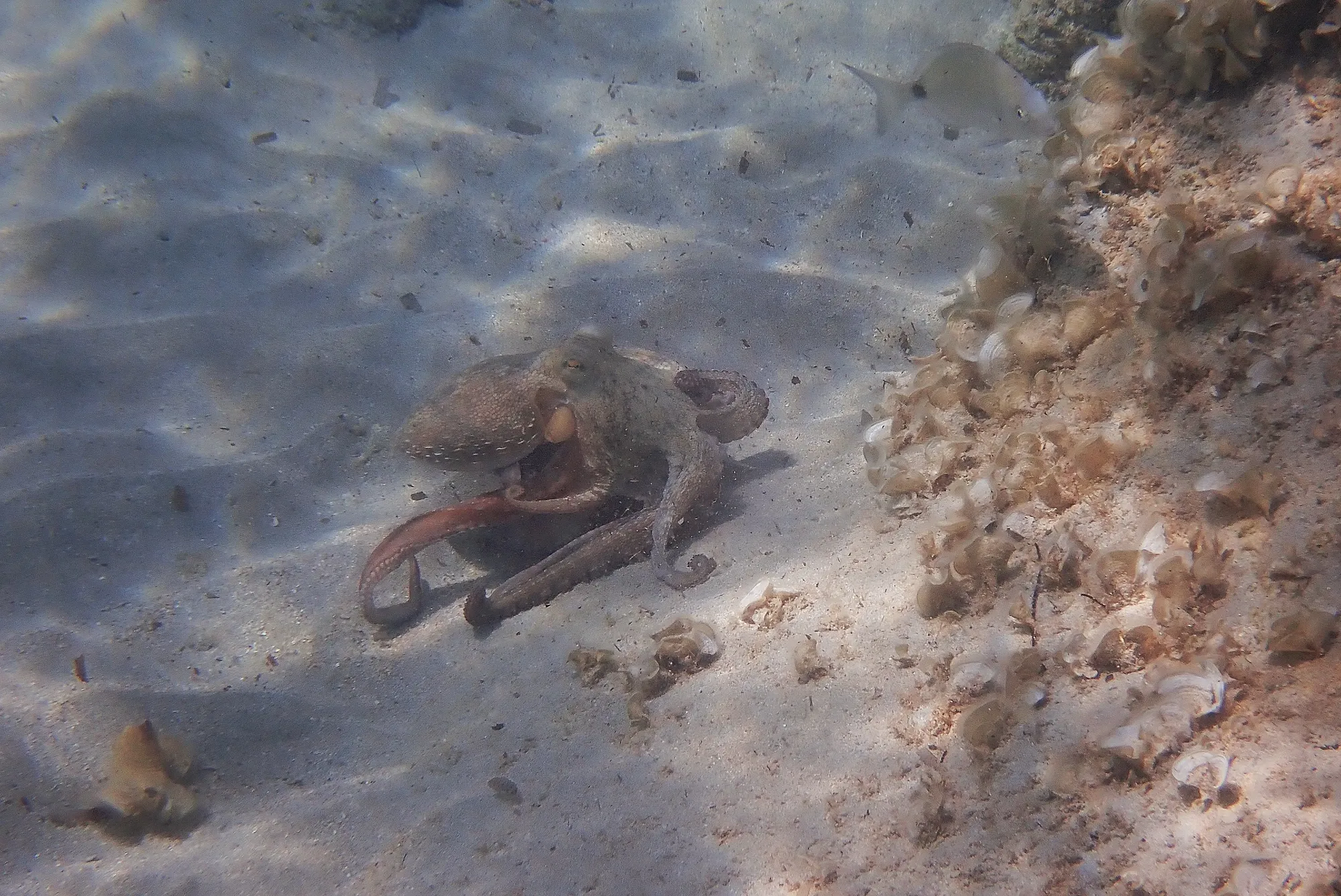 Pieuvre commune se déplaçant sur les fonds marins de Minorque dans une eau cristalline.