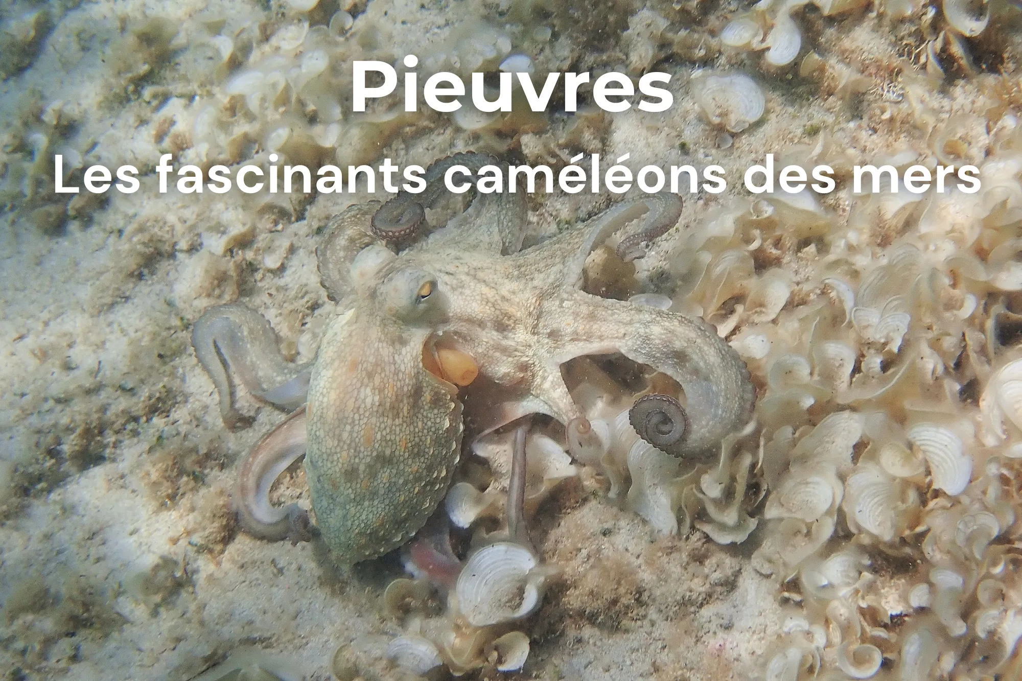 Pieuvre Minorque snorkeling camouflage Méditerranée