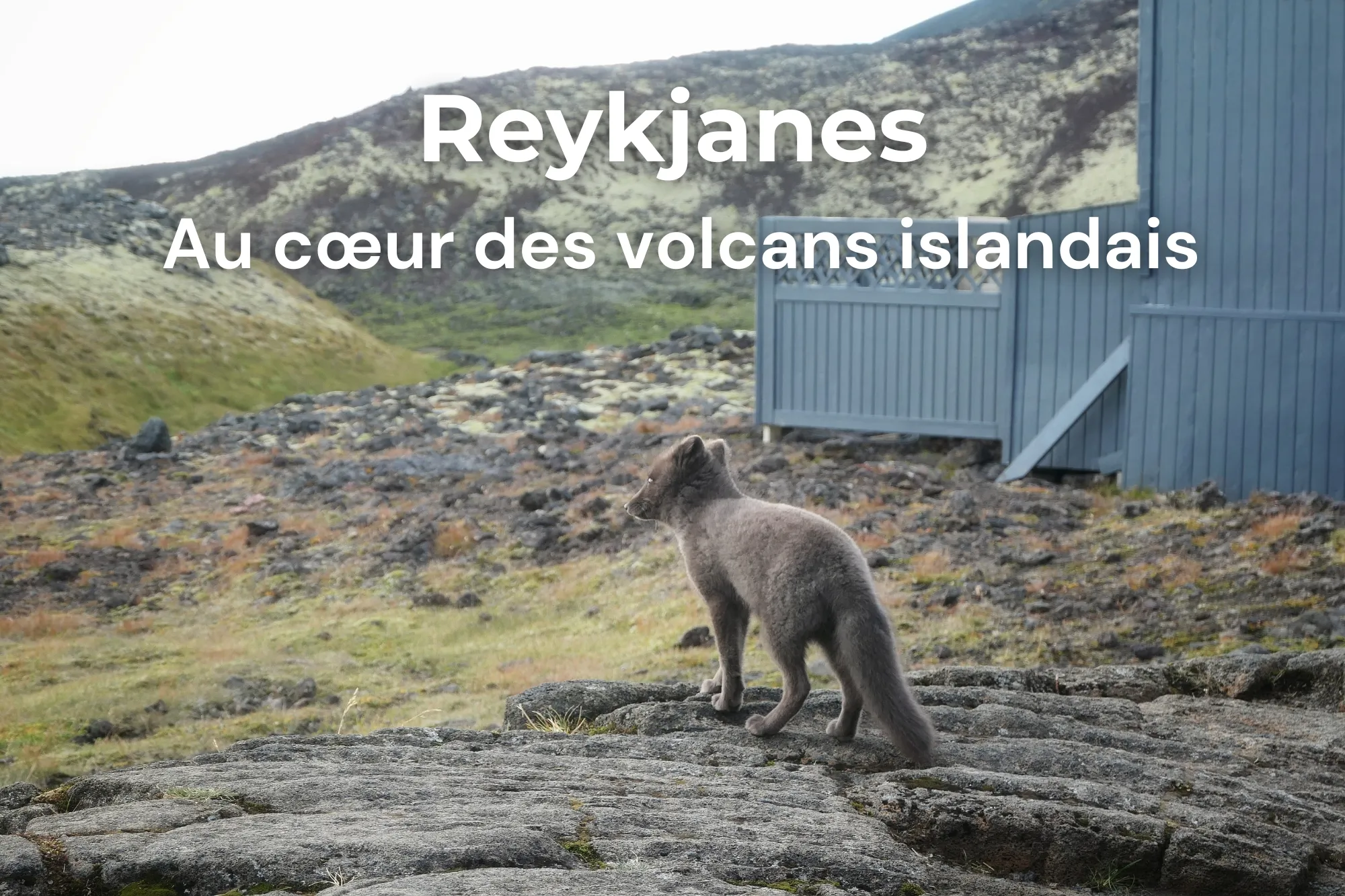 Renard arctique Reykjanes Islande volcans couverture article