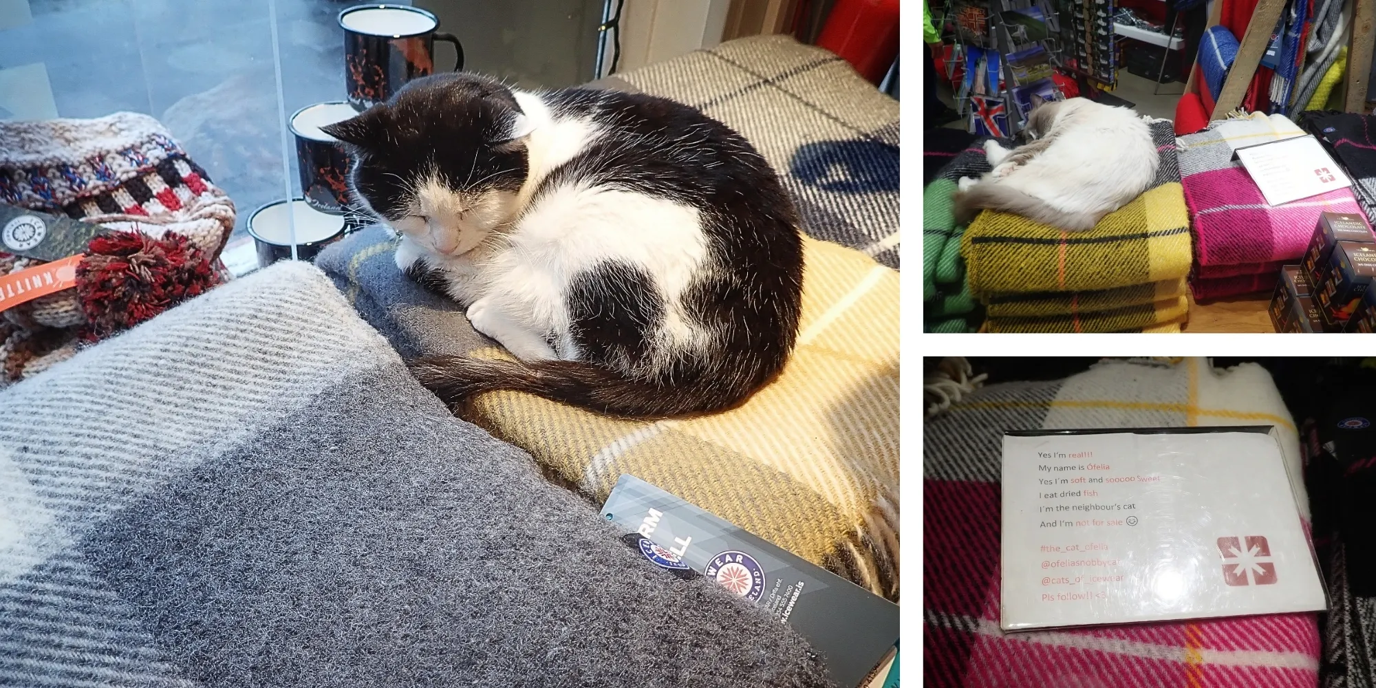 Ófelía, le chat mascotte d'une boutique à Reykjavik Chat boutique Reykjavik Islande Ófelía