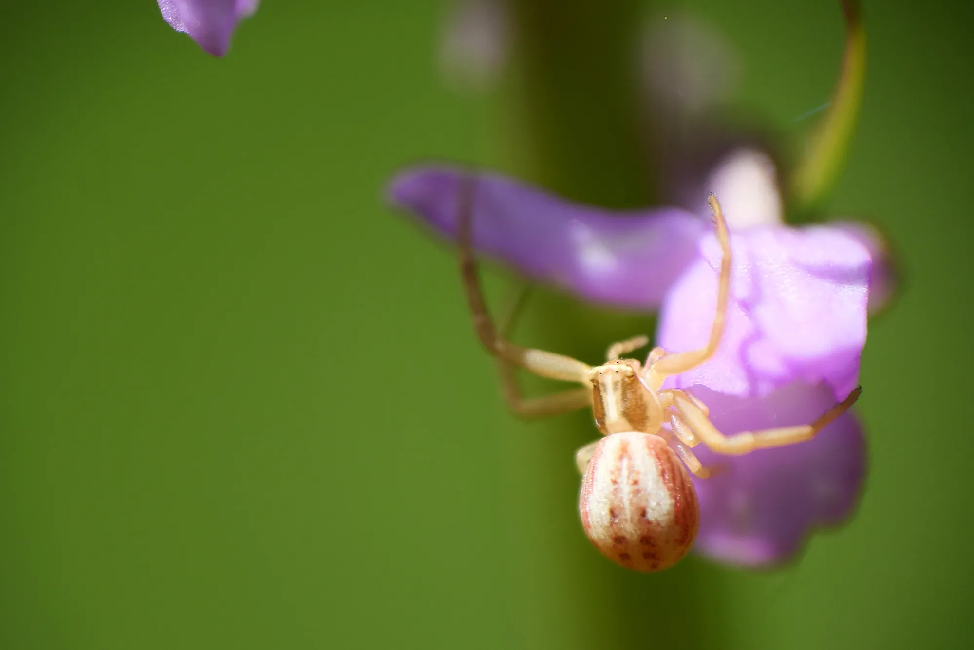 Thomise rayé Runcinia grammica araignée crabe