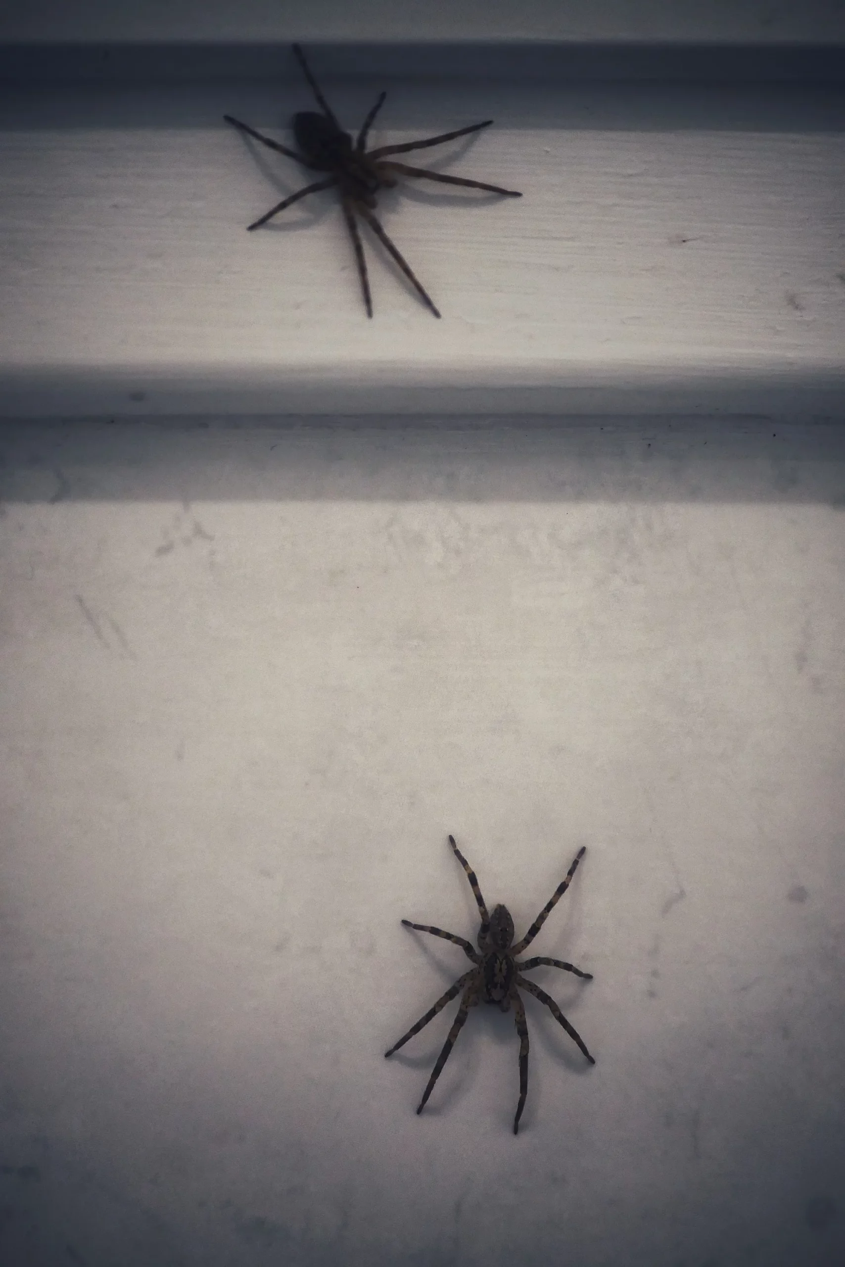 Tégénaire araignée maison rebord fenêtre